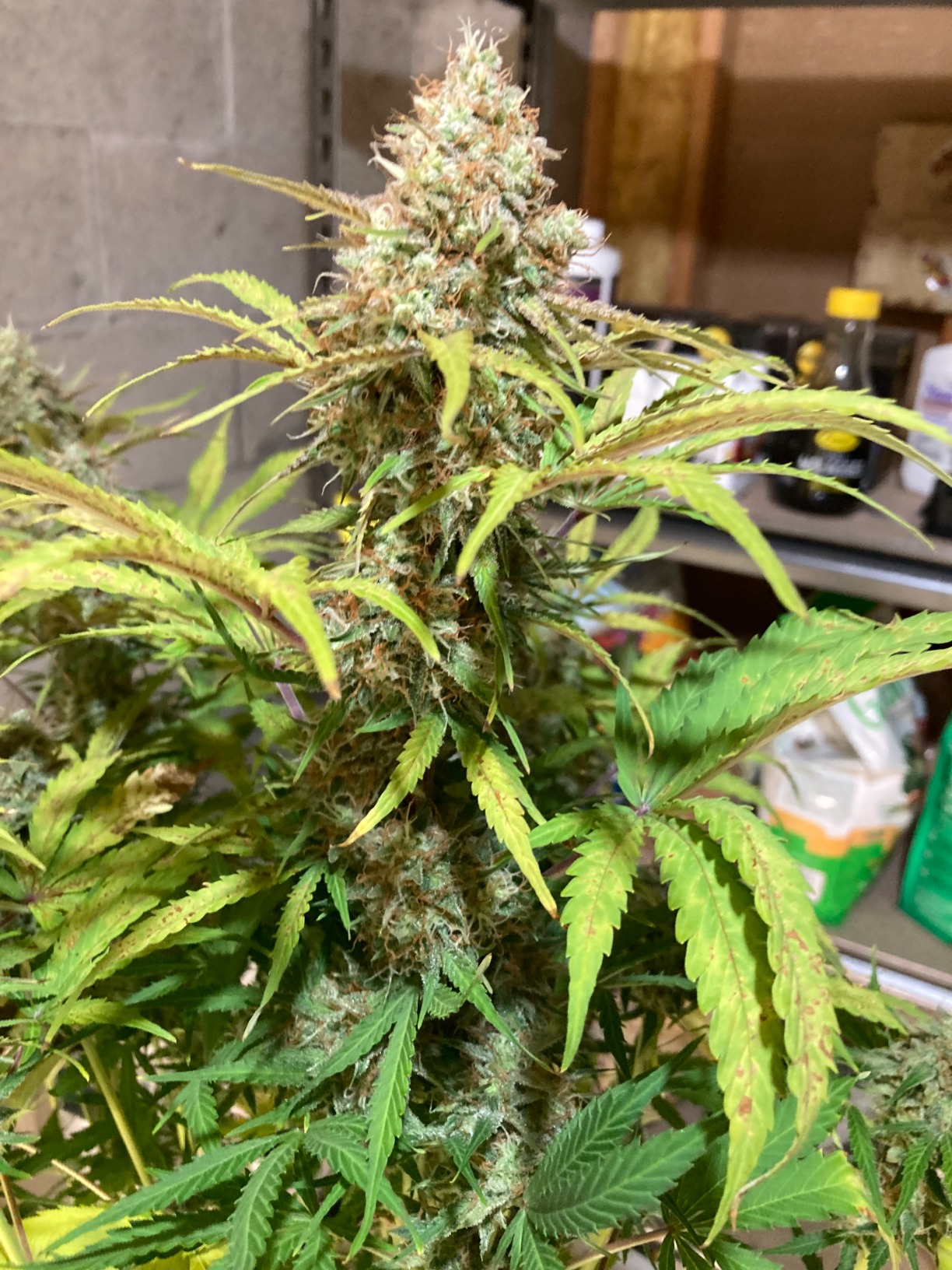 Mars Hydro TS1000 150W LED Grow Light, Full Spectrum Dimmable, Daisy-Chain Link, for 2x2/3x3 Grow Tent customer photo 1
