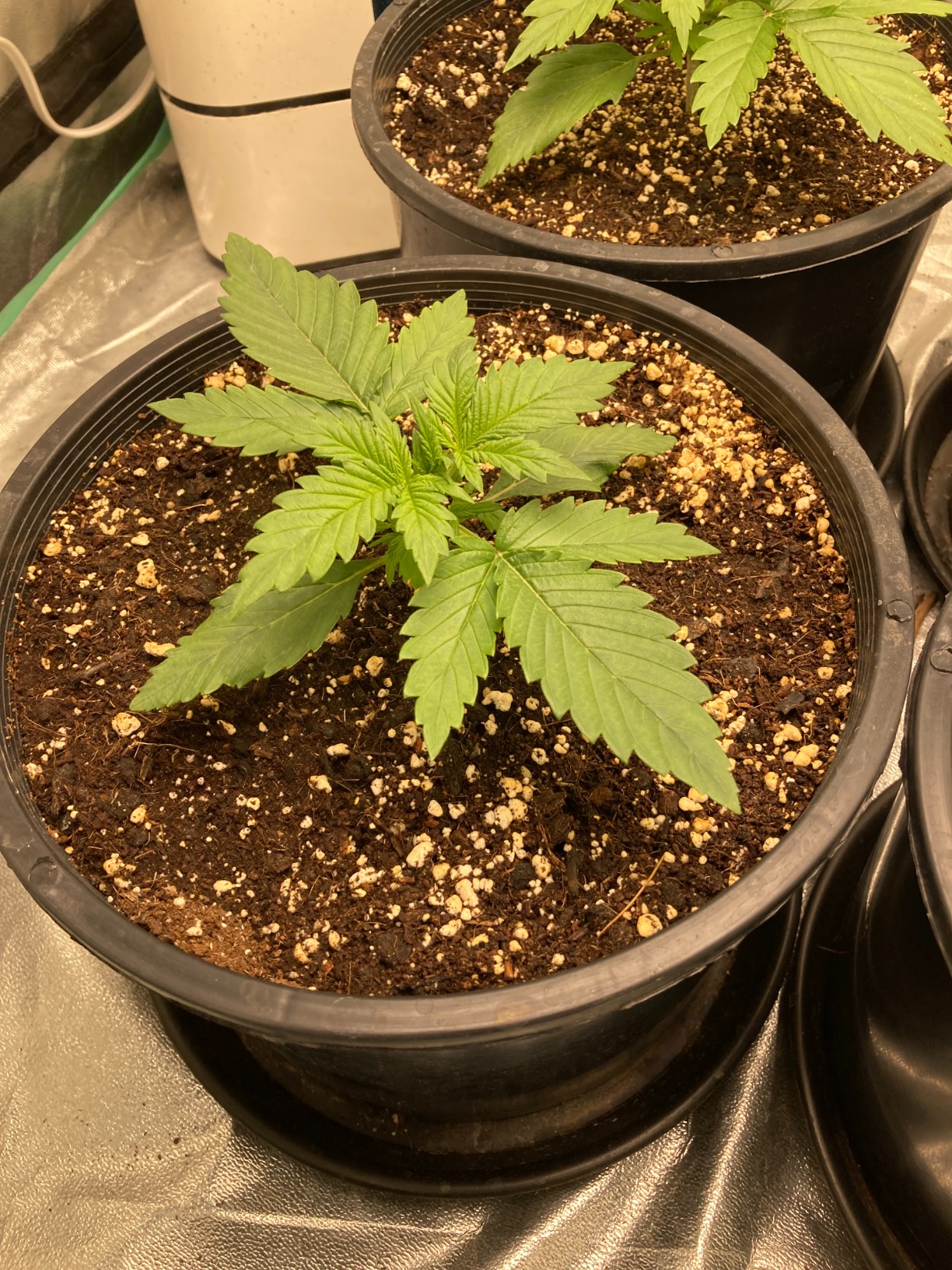 Mars Hydro TS1000 150W LED Grow Light, Full Spectrum Dimmable, Daisy-Chain Link, for 2x2/3x3 Grow Tent customer photo 2