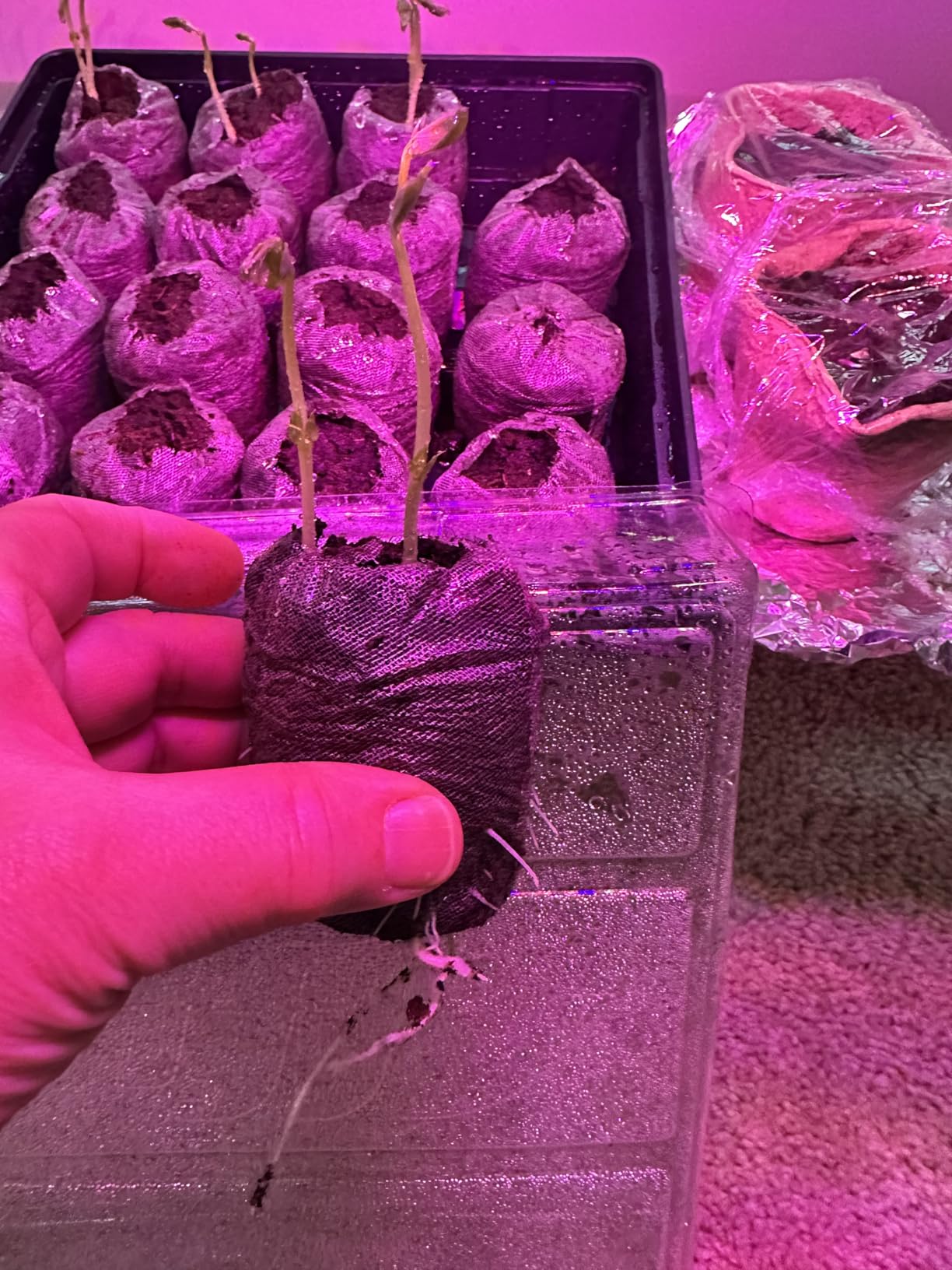 Grow Light for Indoor Plants, Upgraded 80 LED Lamps with Full Spectrum & Red Blue Spectrum, 3/9/12H Timer, Adjustable Gooseneck customer photo 2