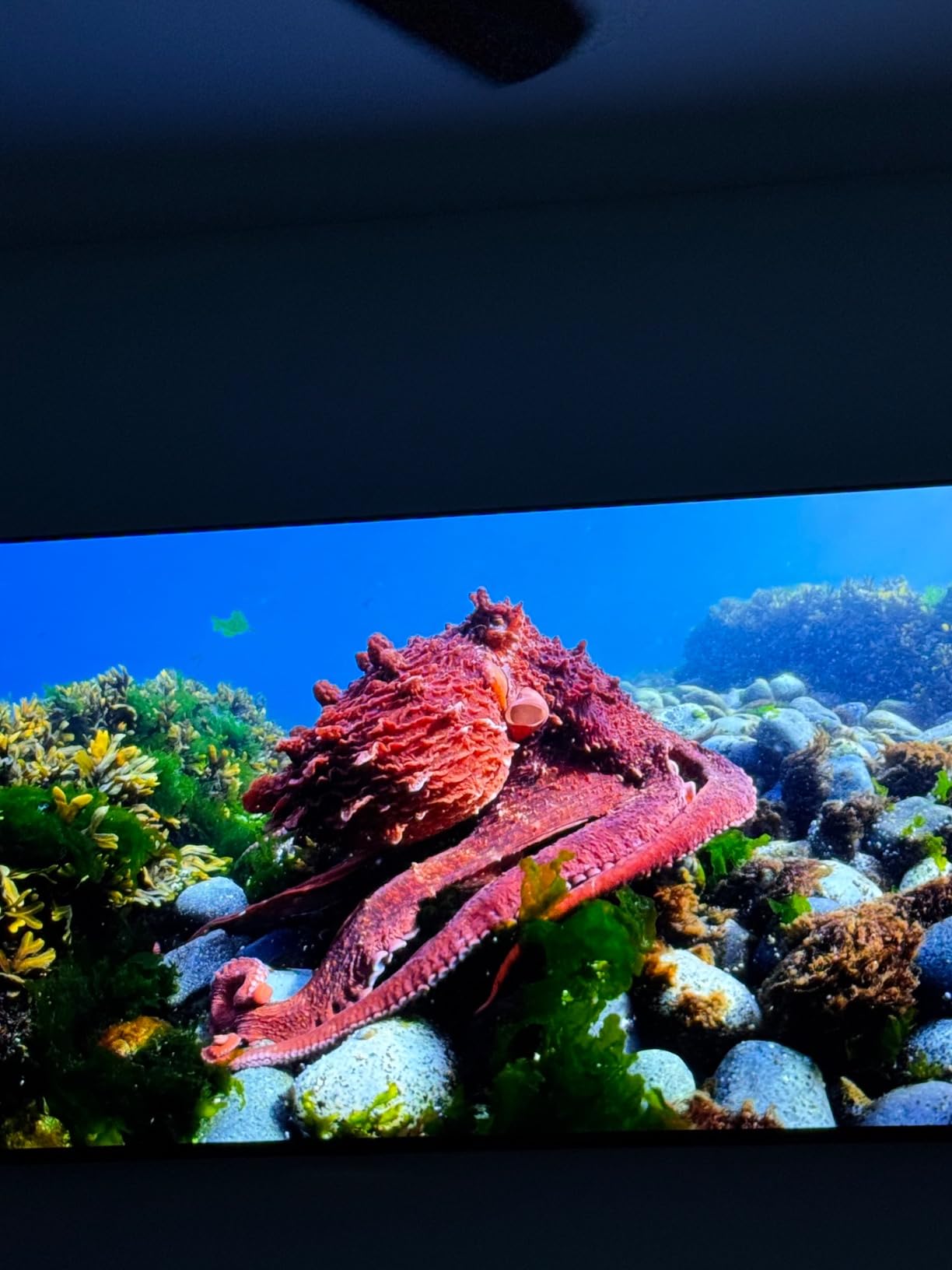 Samsung 55-Inch Class OLED 4K S85D Series HDR Smart TV w/Dolby Atmos, Object Tracking Sound Lite, Motion Xcelerator, Alexa Built-in (2024) customer photo 1