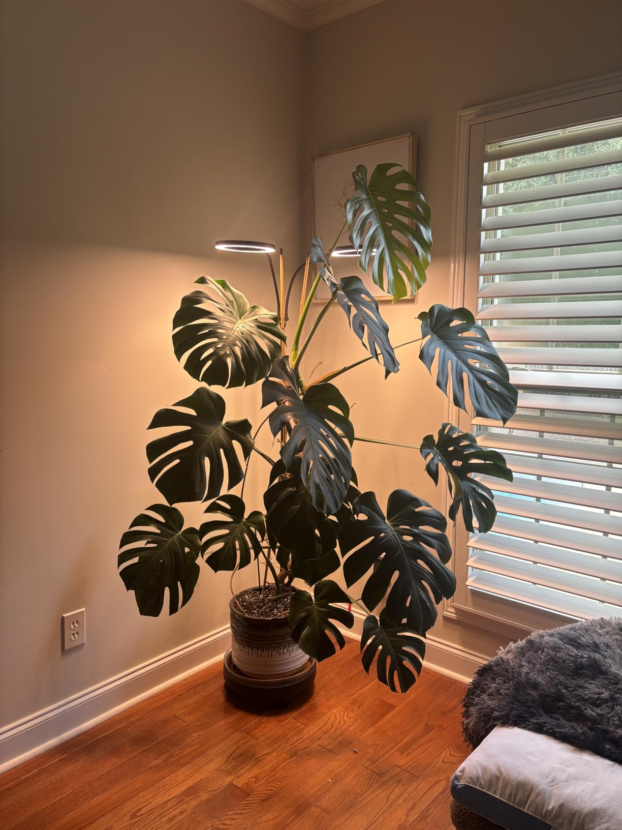 Tall Plant Grow Light for Indoor Plants, 48W Full Spectrum LED Grow Lamp with Dual Heads, 23.5-71in Adjustable Height, 3/9/12/16H Timer customer photo 1