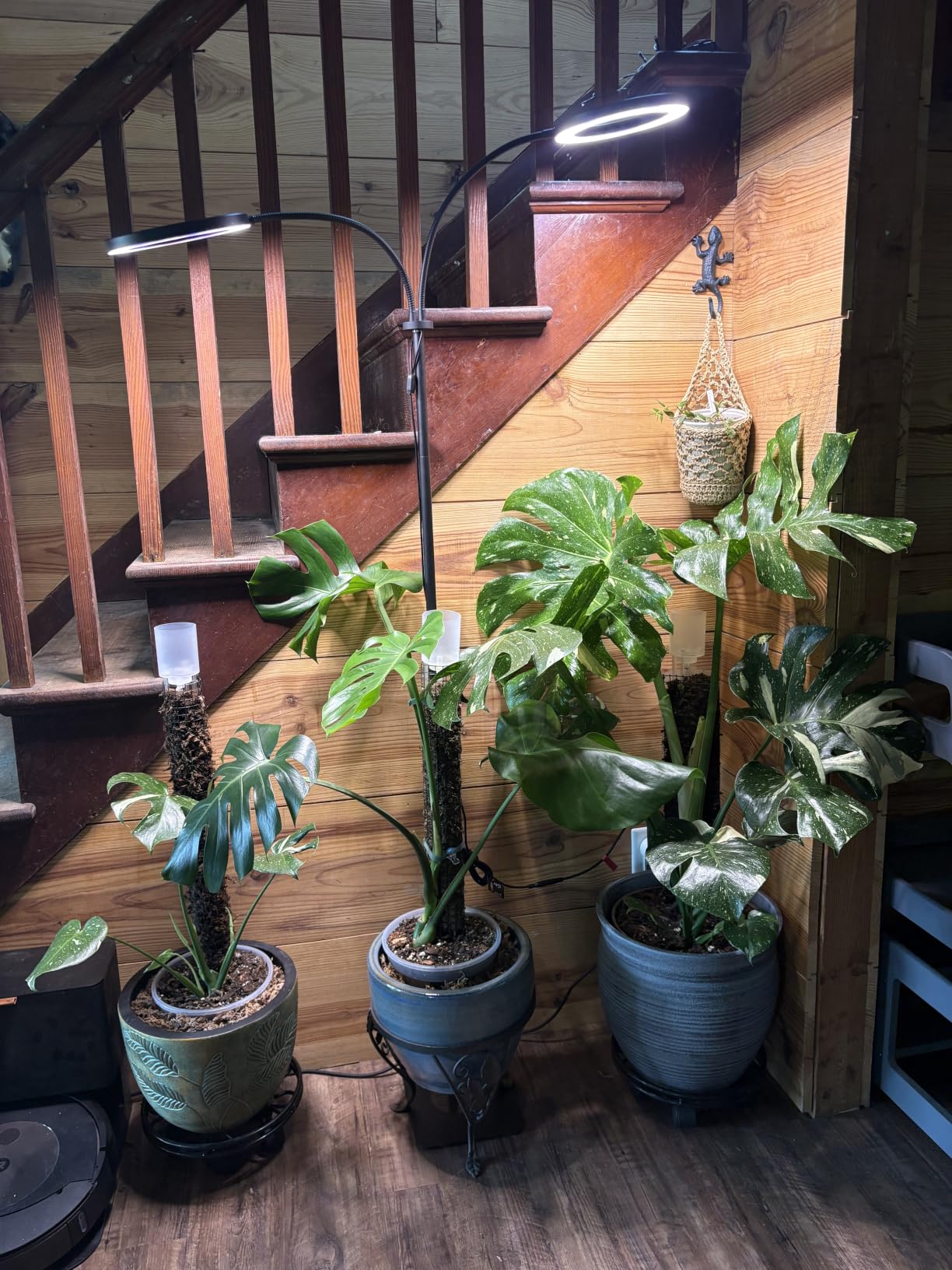 Tall Plant Grow Light for Indoor Plants, 48W Full Spectrum LED Grow Lamp with Dual Heads, 23.5-71in Adjustable Height, 3/9/12/16H Timer customer photo 2