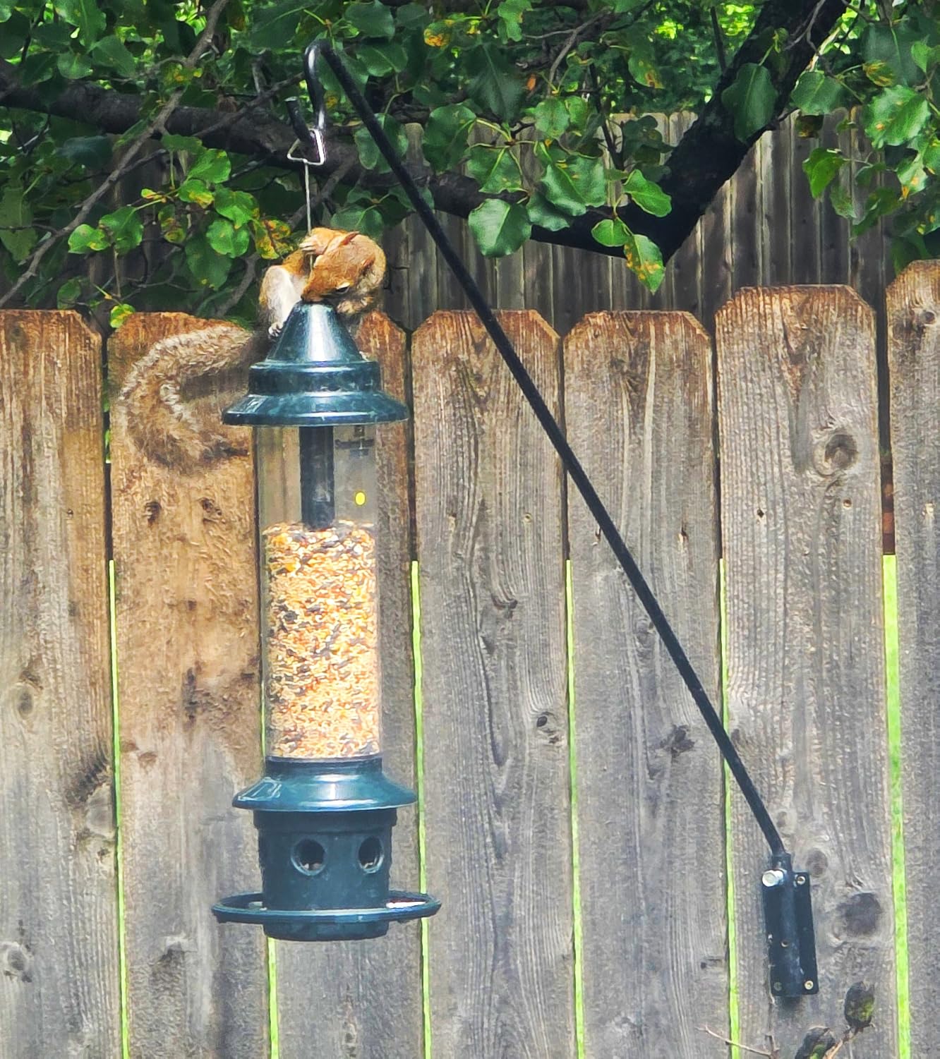 Squirrel Buster Plus Squirrel-proof Bird Feeder w/Cardinal Ring and 6 Feeding Ports, 5.1-pound Seed Capacity, Adjustable, Pole-mountable (POLE ADAPTOR SOLD SEPARATELY), Green customer photo 1