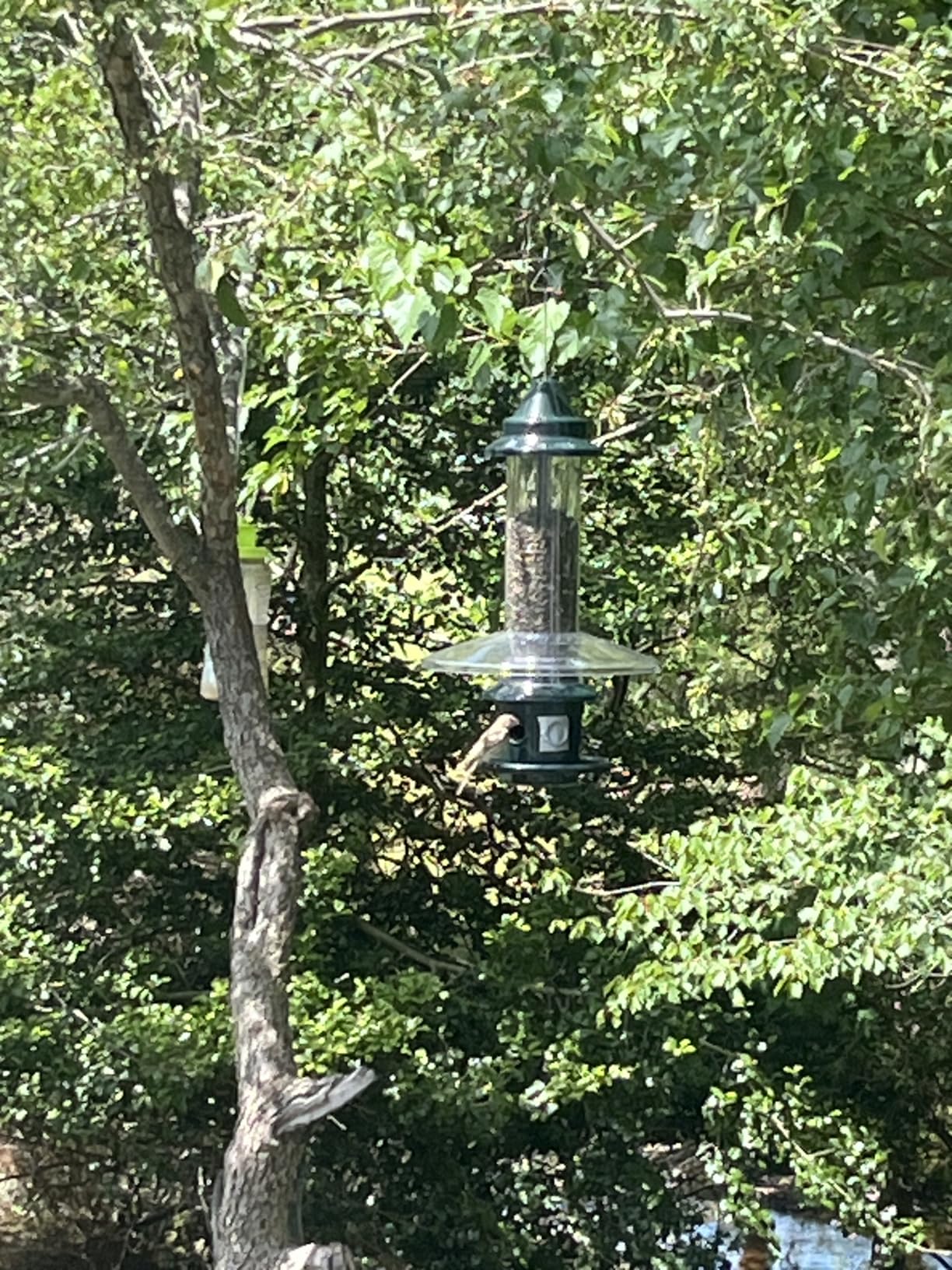 Squirrel Buster Plus Squirrel-proof Bird Feeder w/Cardinal Ring and 6 Feeding Ports, 5.1-pound Seed Capacity, Adjustable, Pole-mountable (POLE ADAPTOR SOLD SEPARATELY), Green customer photo 2