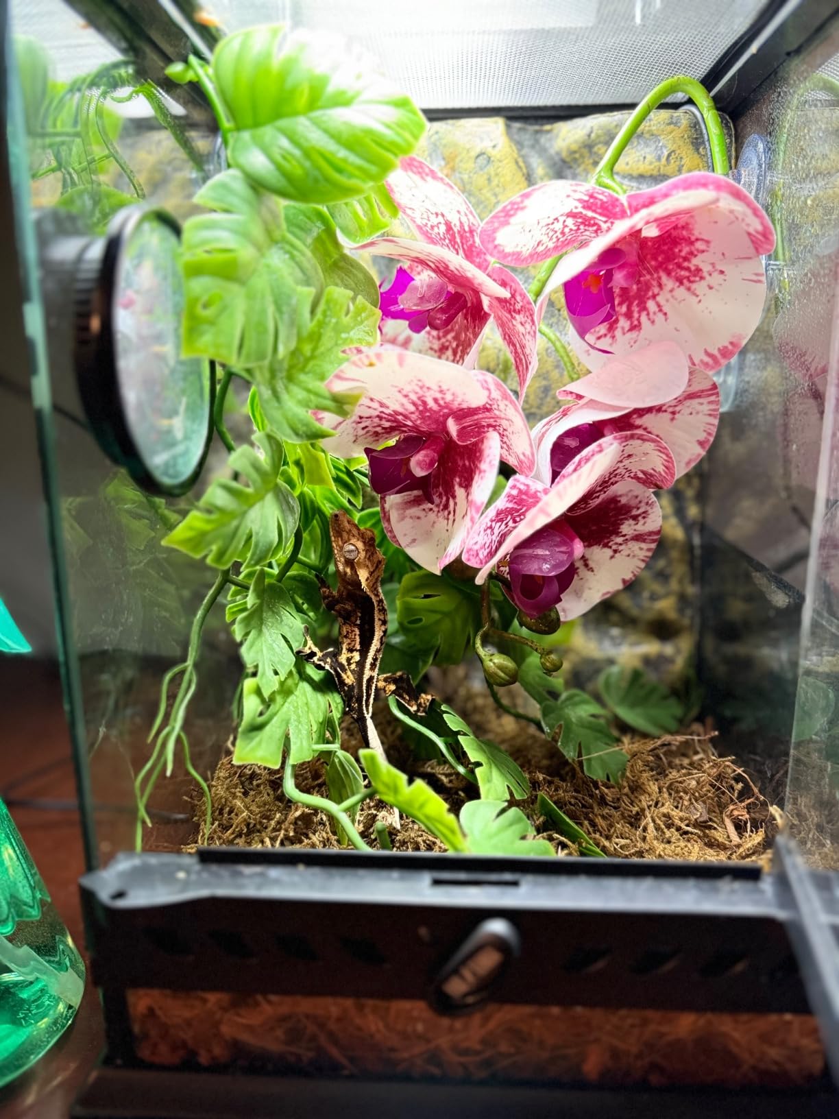Exo Terra Repti-Glo 2.0 Compact Fluorescent Full Spectrum Terrarium Lamp, 13-Watt (Natural Light) customer photo 1