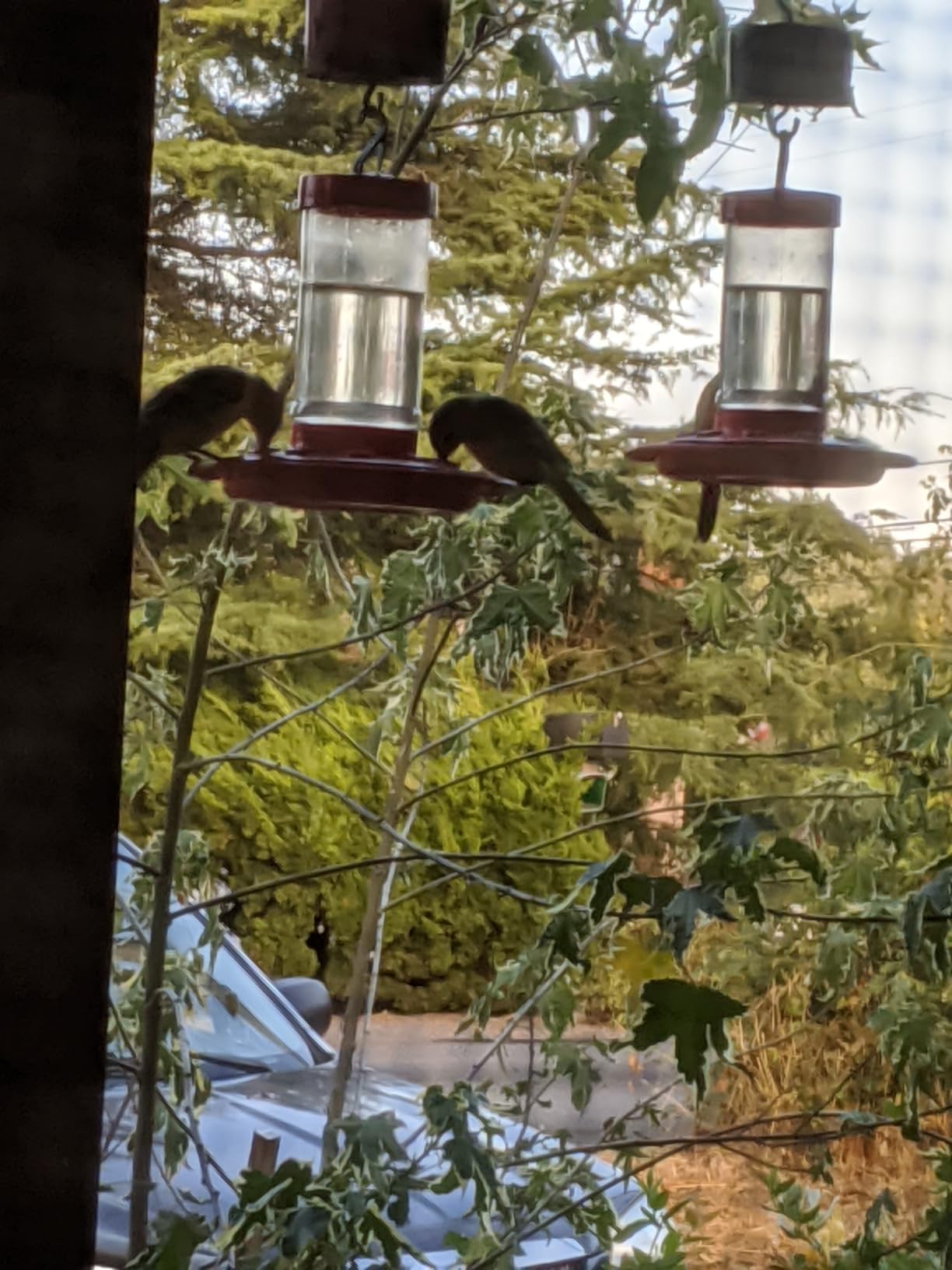 First Nature Hummingbird Feeder - 10 Feeding Ports - Red Base customer photo 1