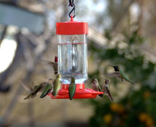 First Nature Hummingbird Feeder - 10 Feeding Ports - Red Base customer photo 2