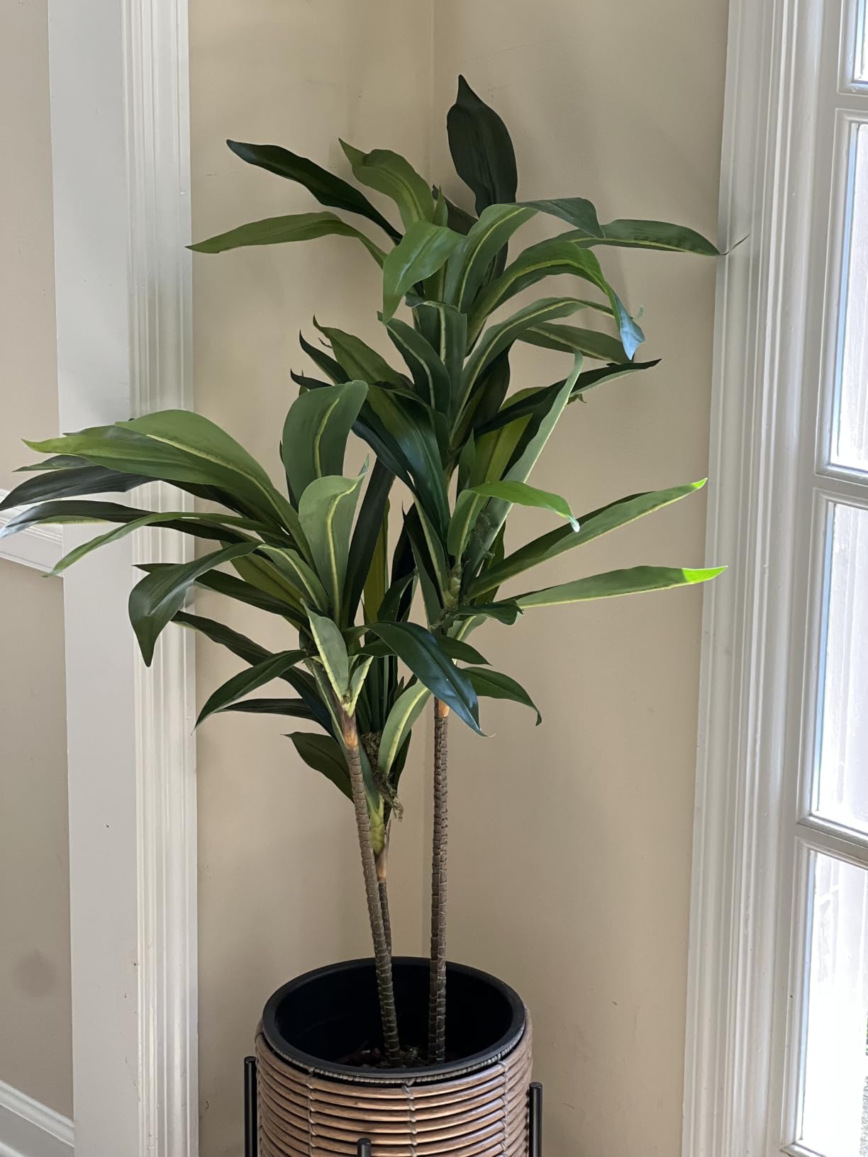 Nearly Natural 48 in Artificial Dracaena Real Touch Plant with Pot customer photo 2