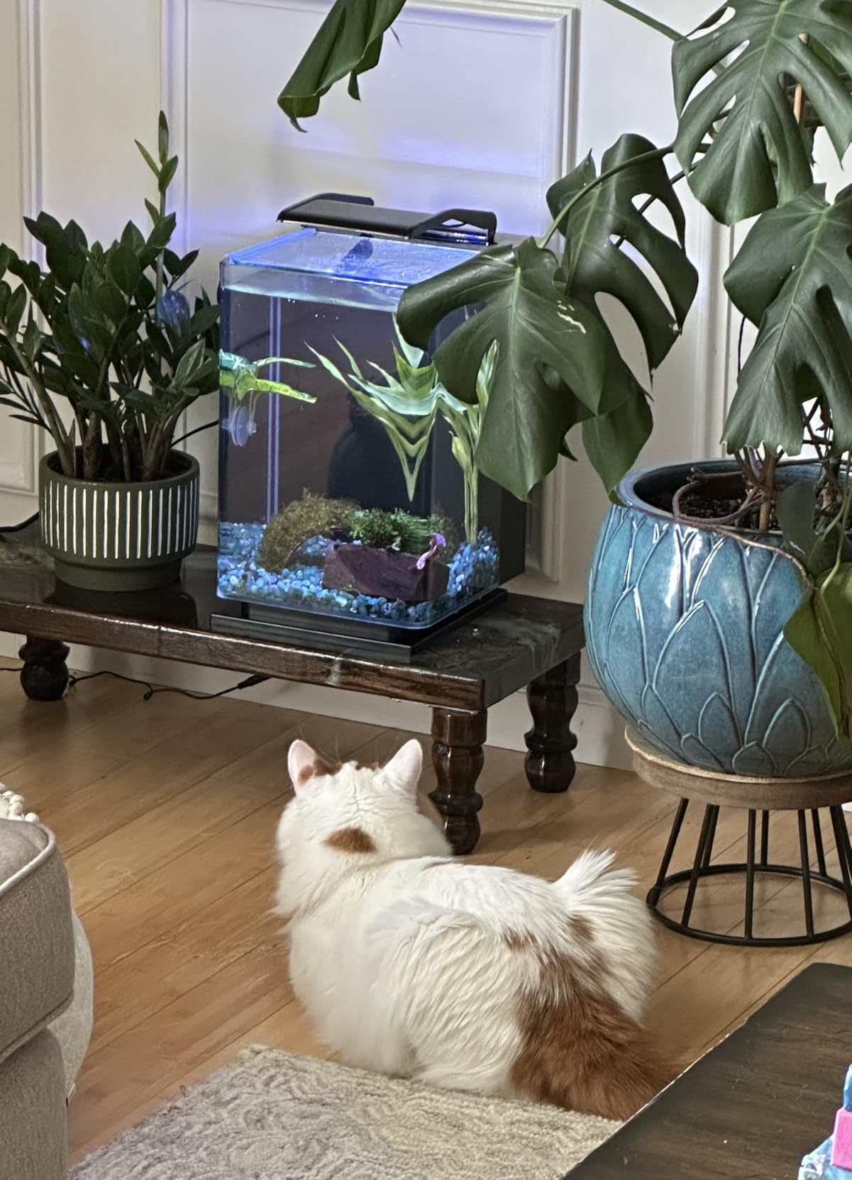 Marineland Portrait Glass LED Aquarium Kit, 5 Gallons, Hidden Filtration,Black customer photo 1