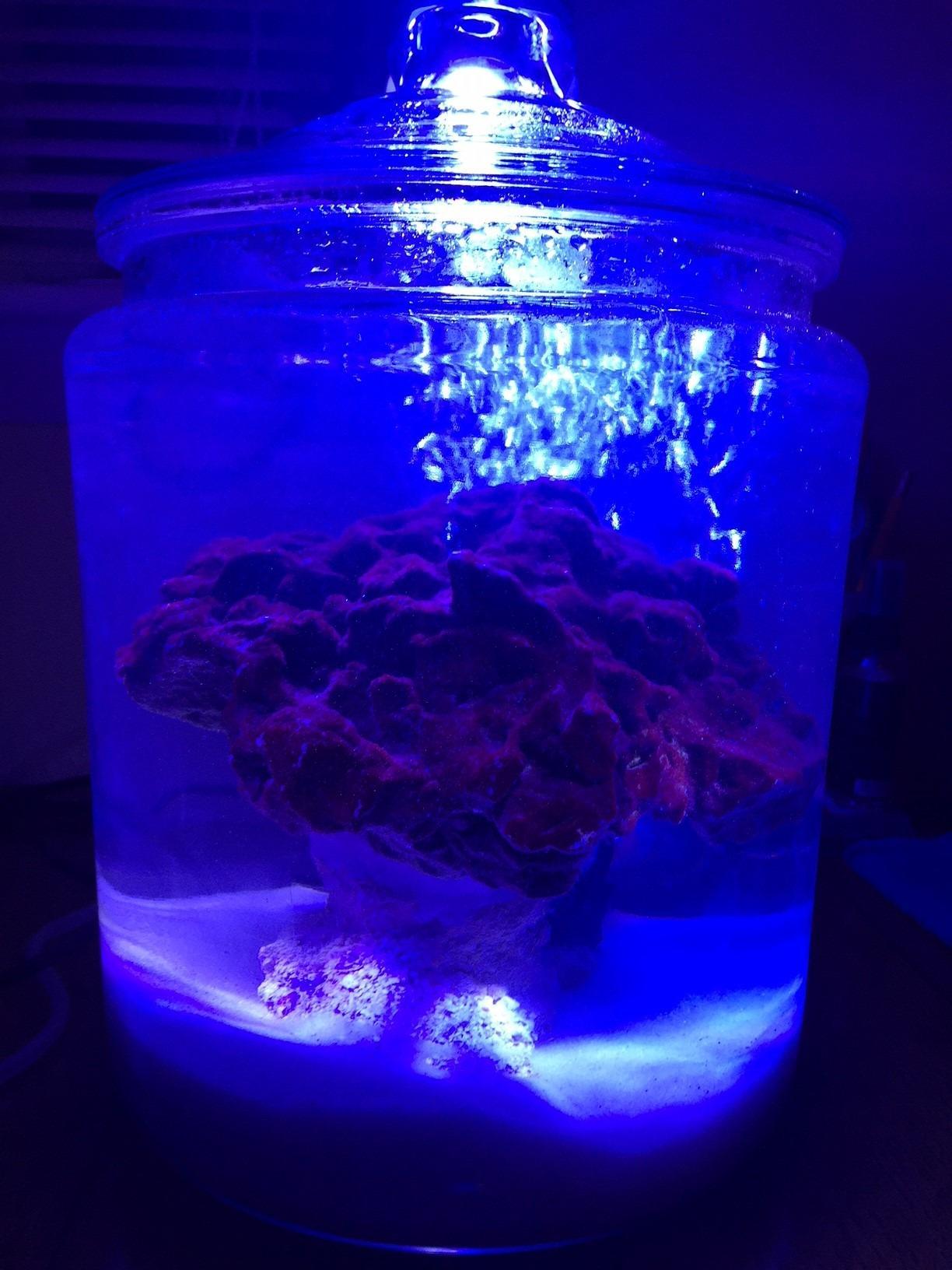 Lominie LED Aquarium Light, Nano Coral Reef Light Clip on Aquarium Light Full Spectrum Remote Control Fish Tank Lamp Dimmable for Saltwater Fish Tank customer photo 1