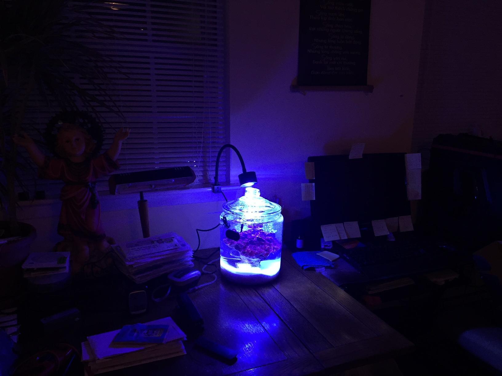 Lominie LED Aquarium Light, Nano Coral Reef Light Clip on Aquarium Light Full Spectrum Remote Control Fish Tank Lamp Dimmable for Saltwater Fish Tank customer photo 2