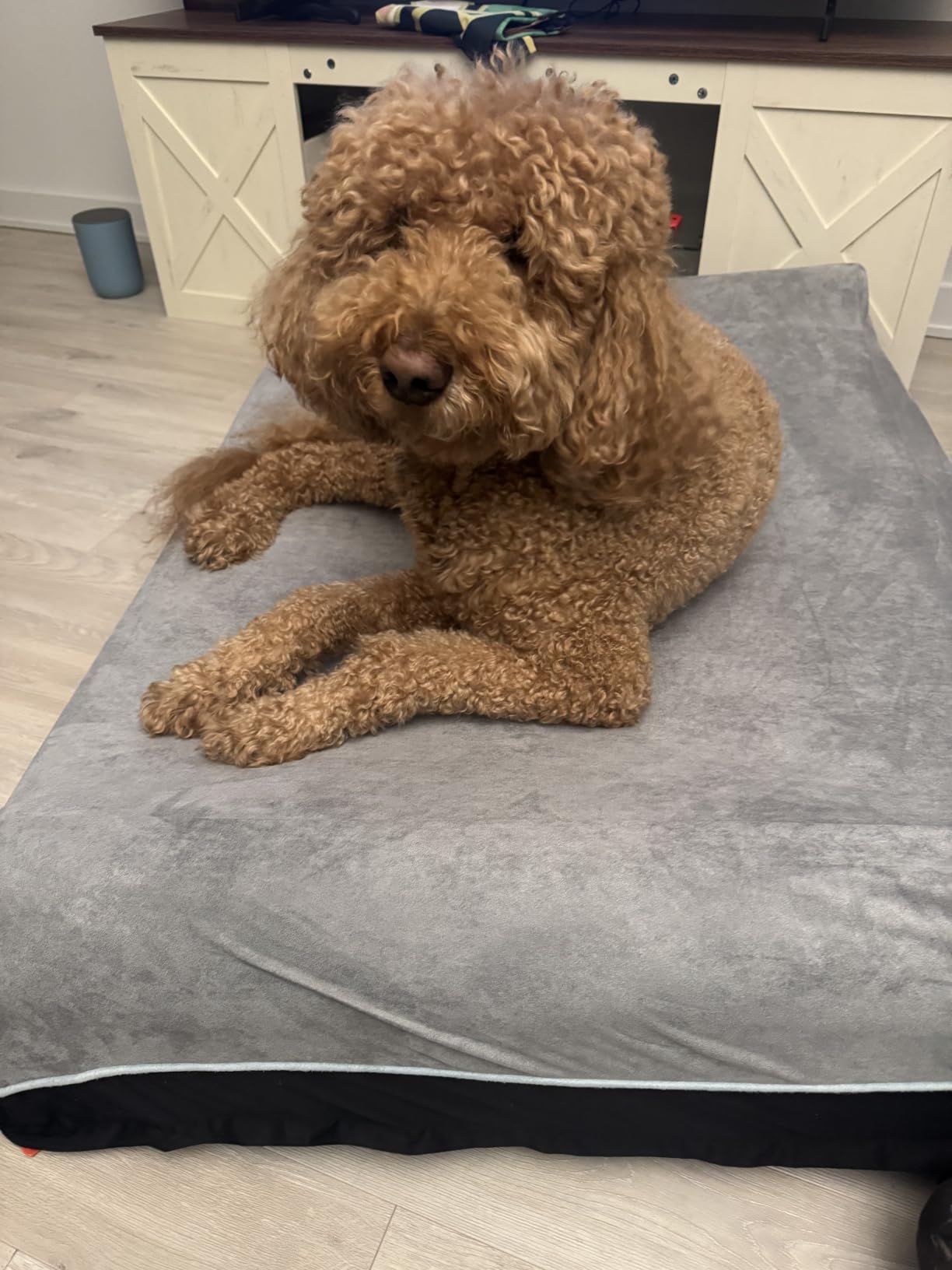 Laifug Orthopedic Dog Bed, Slate Grey 50''x36''x10'', Memory Foam customer photo 1