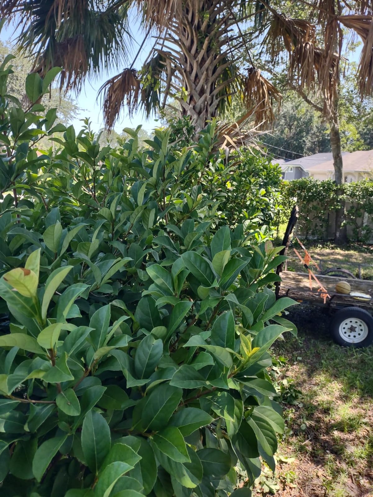 EGO POWER+ Hedge Trimmer Cordless, Electric Hedge Trimmer 24