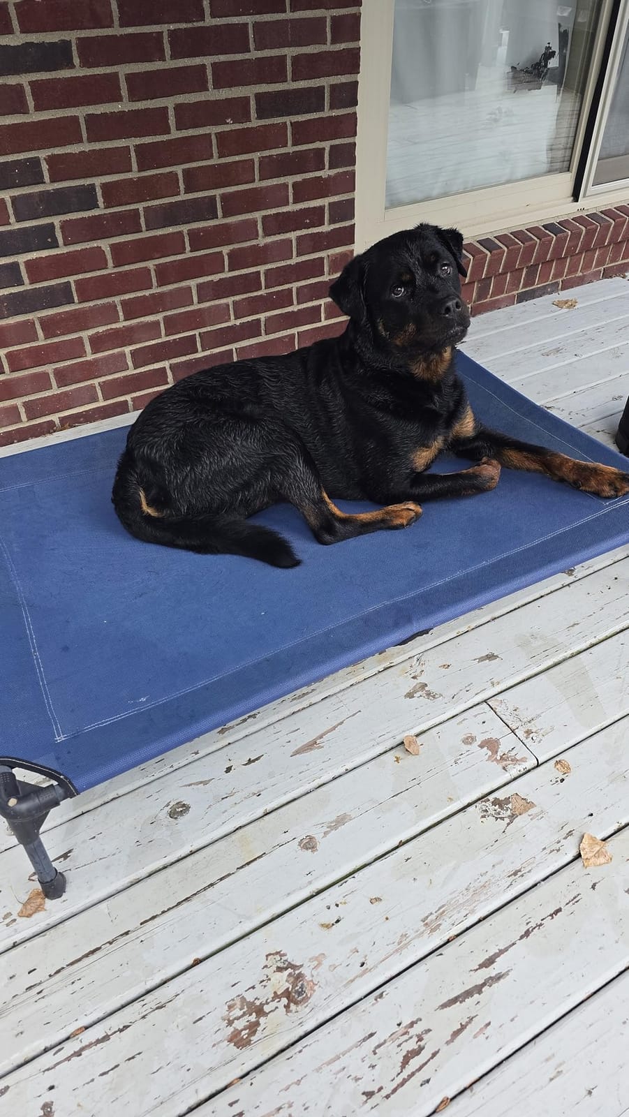 Veehoo Outdoor Elevated Dog Bed Large Sized Dogs, Cooling Raised Dog Cots customer photo 1