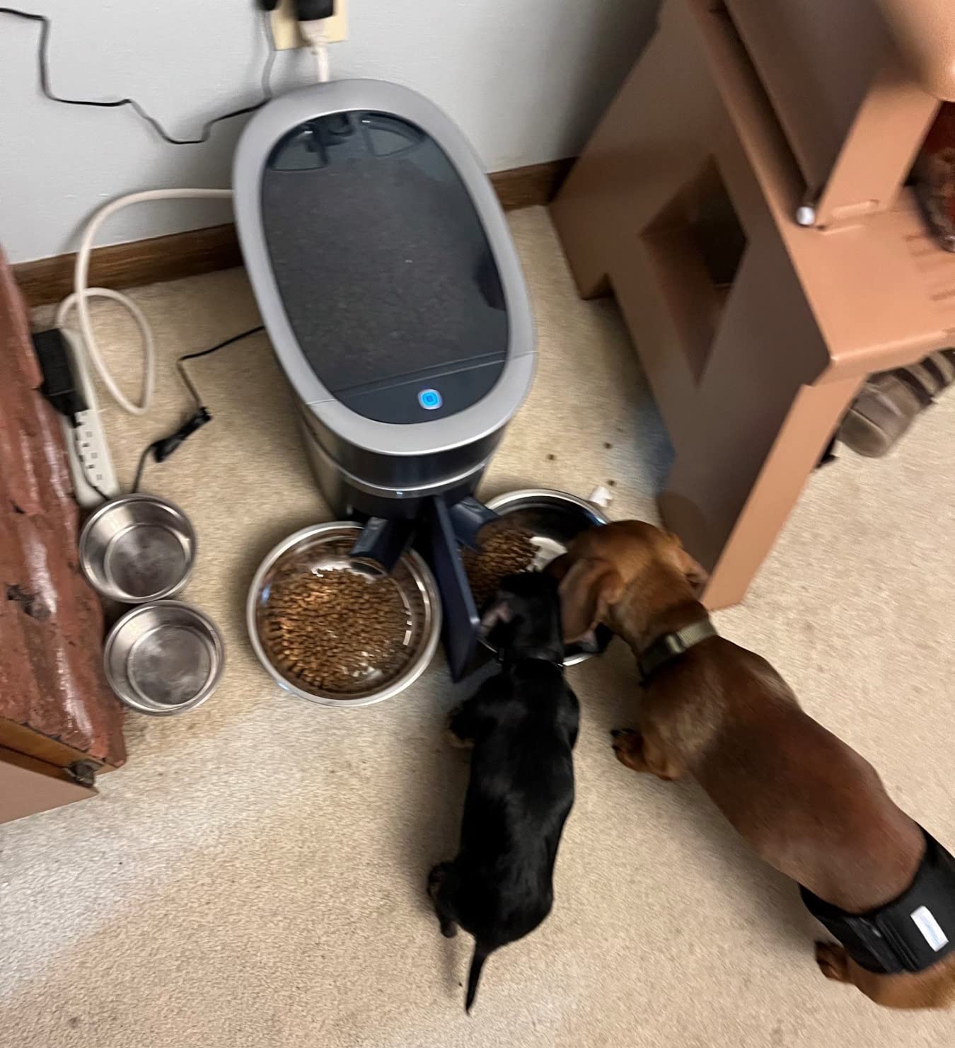 PetSafe Smart Feed, Electronic Pet Feeder for Cats & Dogs, 6L/24 Cup Capacity, Programmable Mealtimes, Alexa, Apple & Android Compatible, Backup Batteries Ensure Meal Delivery During Power Outage customer photo 1