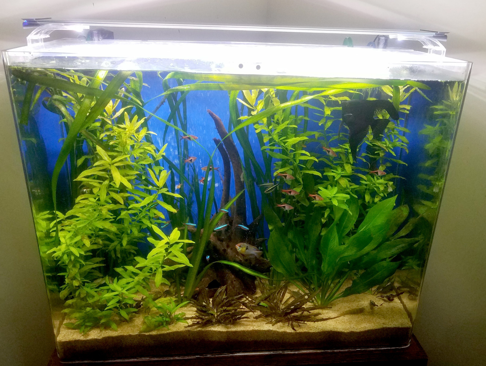 Finnex Planted Plus True 24/7 + HLC Aquarium LED Light, Automated Full Spectrum Fish Tank Light, True 660nm Deep Red Plant LEDs, 48 Inch (HLC-48) customer photo 2