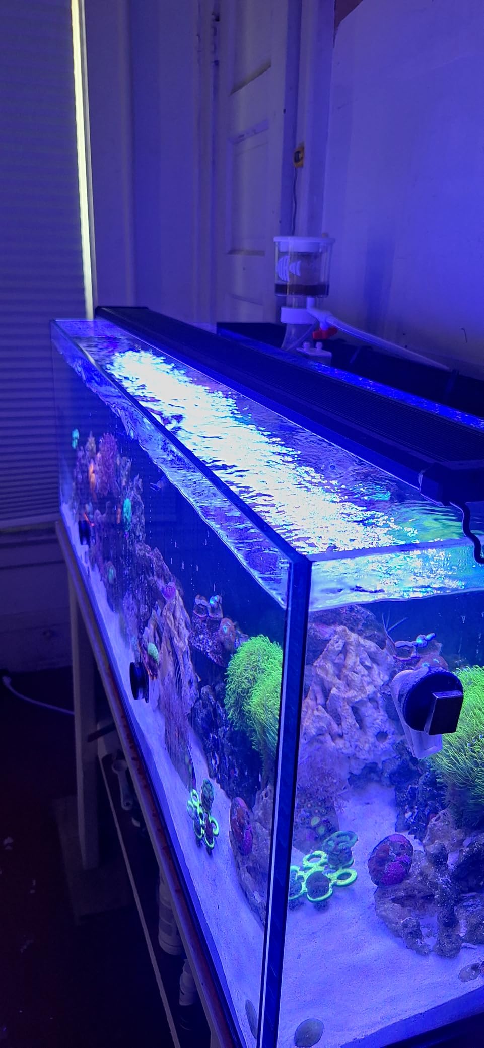 NICREW 20W Saltwater Aquarium Light, Marine LED Reef Light for Corals, Programmable Timer Controller, 18 to 24-Inch customer photo 1