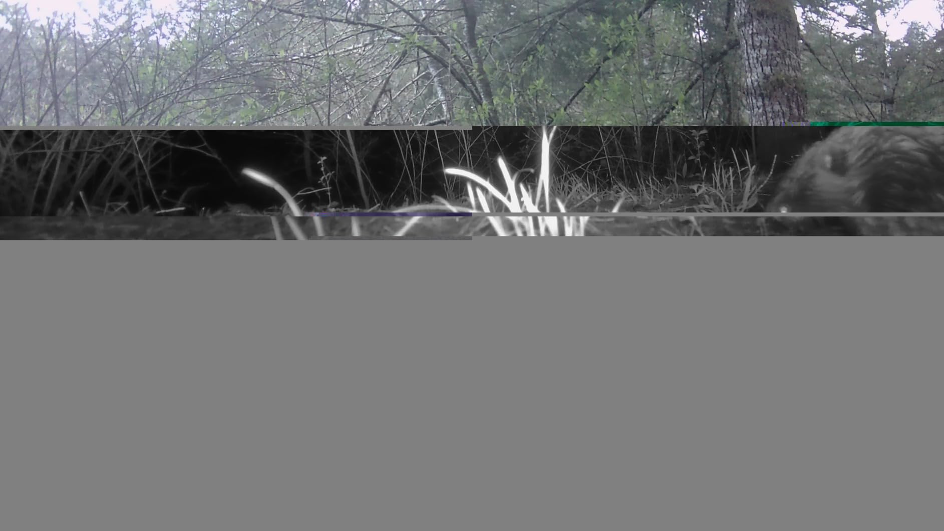 GardePro A3S Trail Camera (Non-Cellular, Non-WiFi), Enhanced Low-Light Performance, 64MP Photo & 1296P HD Video, 0.1s Trigger, 100ft No-Glow Night Vision, Motion Activated Wildlife Camera customer photo 1