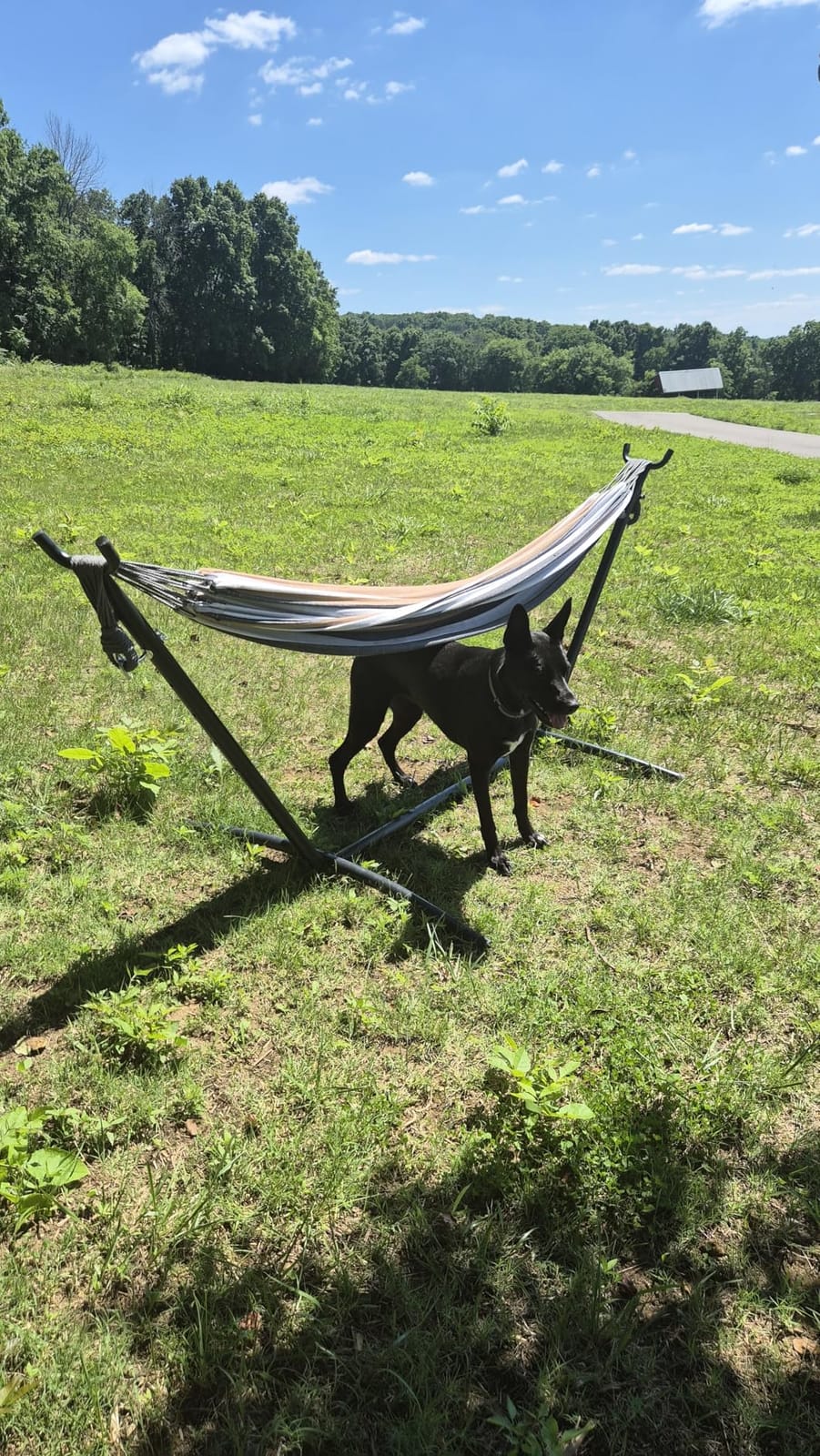 Double Hammock with Stand for Outside, Heavy-Duty, Portable (Coffee) | 450 lbs, 9FT, Space Saving, 2 Person, Heavy-Duty Steel Frame, Easy Assembly, Indoor Outdoor Patio customer photo 2