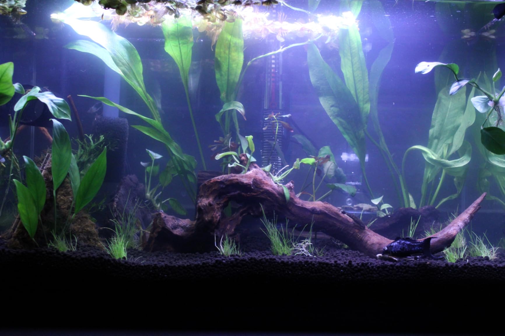 hygger 18W 24/7 Lighting Aquarium LED Light, Sunrise-Daylight-Moonlight Mode and DIY Mode, Adjustable Timer Adjustable Brightness Fish Tank Light with Extendable Bracket 7 Colors for Planted Tank customer photo 1