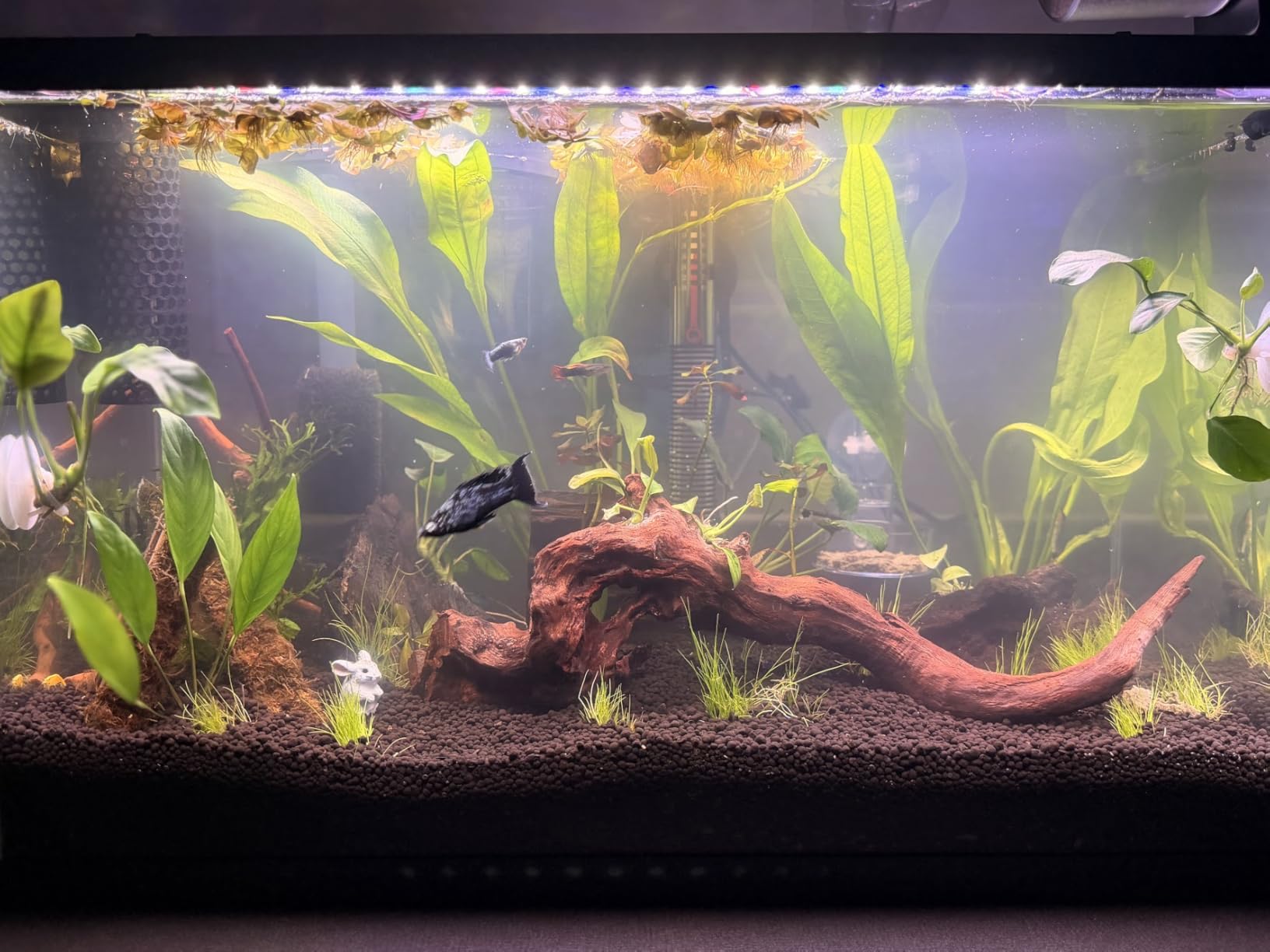 hygger 18W 24/7 Lighting Aquarium LED Light, Sunrise-Daylight-Moonlight Mode and DIY Mode, Adjustable Timer Adjustable Brightness Fish Tank Light with Extendable Bracket 7 Colors for Planted Tank customer photo 2