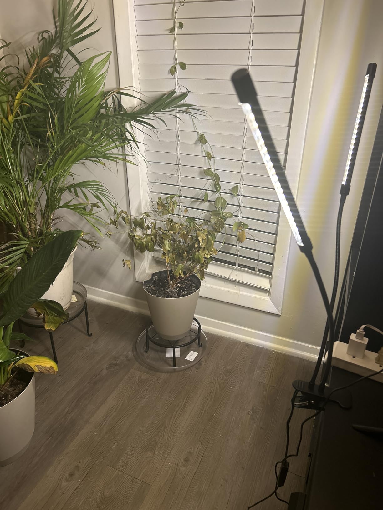 bseah Grow Light Plant Lights for Indoor Plants, Full Spectrum Plant Grow Lamp, 10 Dimmable Levels, Auto ON & Off with 3/9/12H Timer customer photo 2