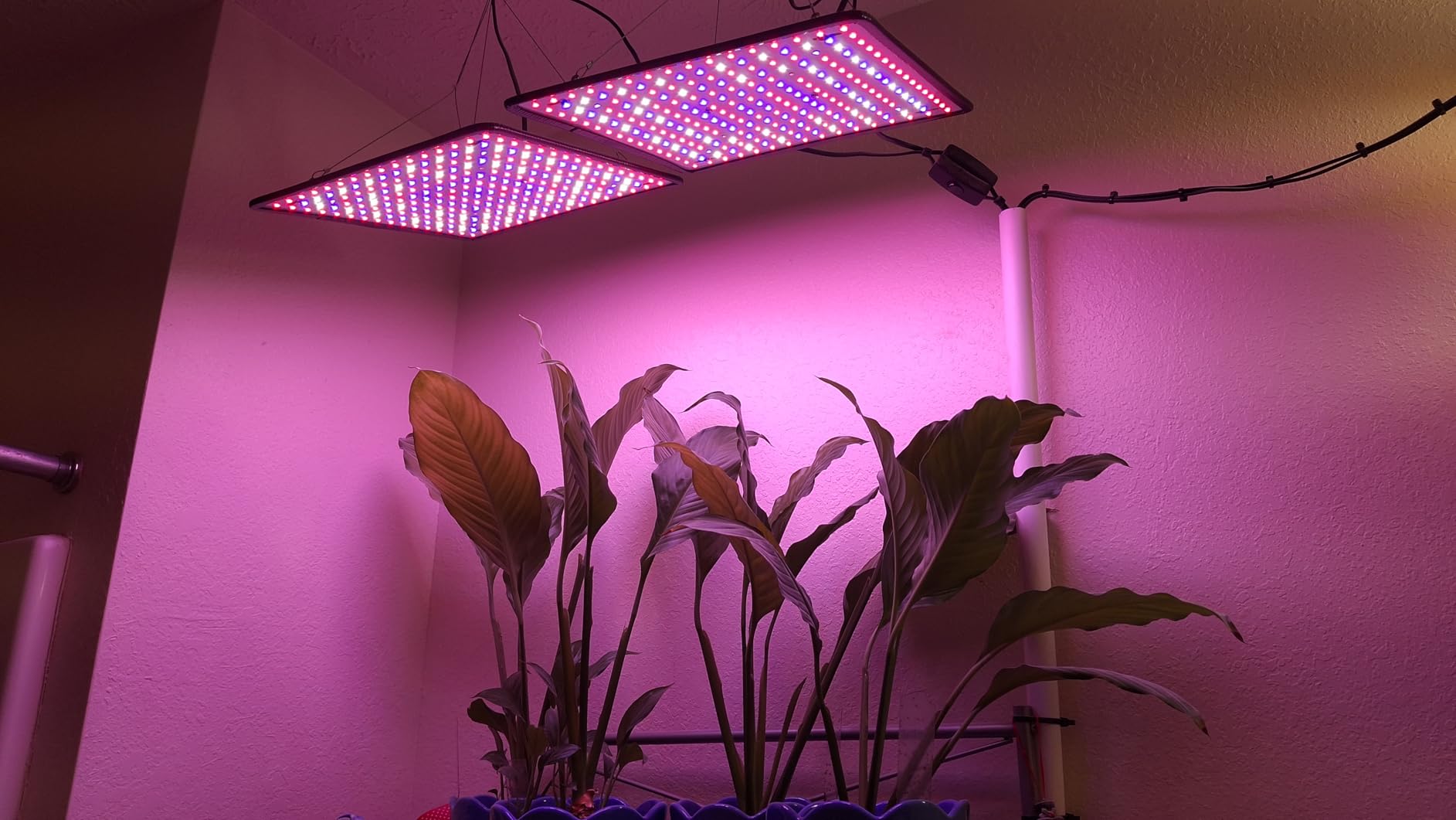 2 Pack LED Grow Light Panel Full Spectrum Lamp for Indoor Plants with White Blue Red UV IR LEDs for 4x4ft Coverage Grow Tent Greenhouse Veg and Bloom Seedlings Hydroponics customer photo 2