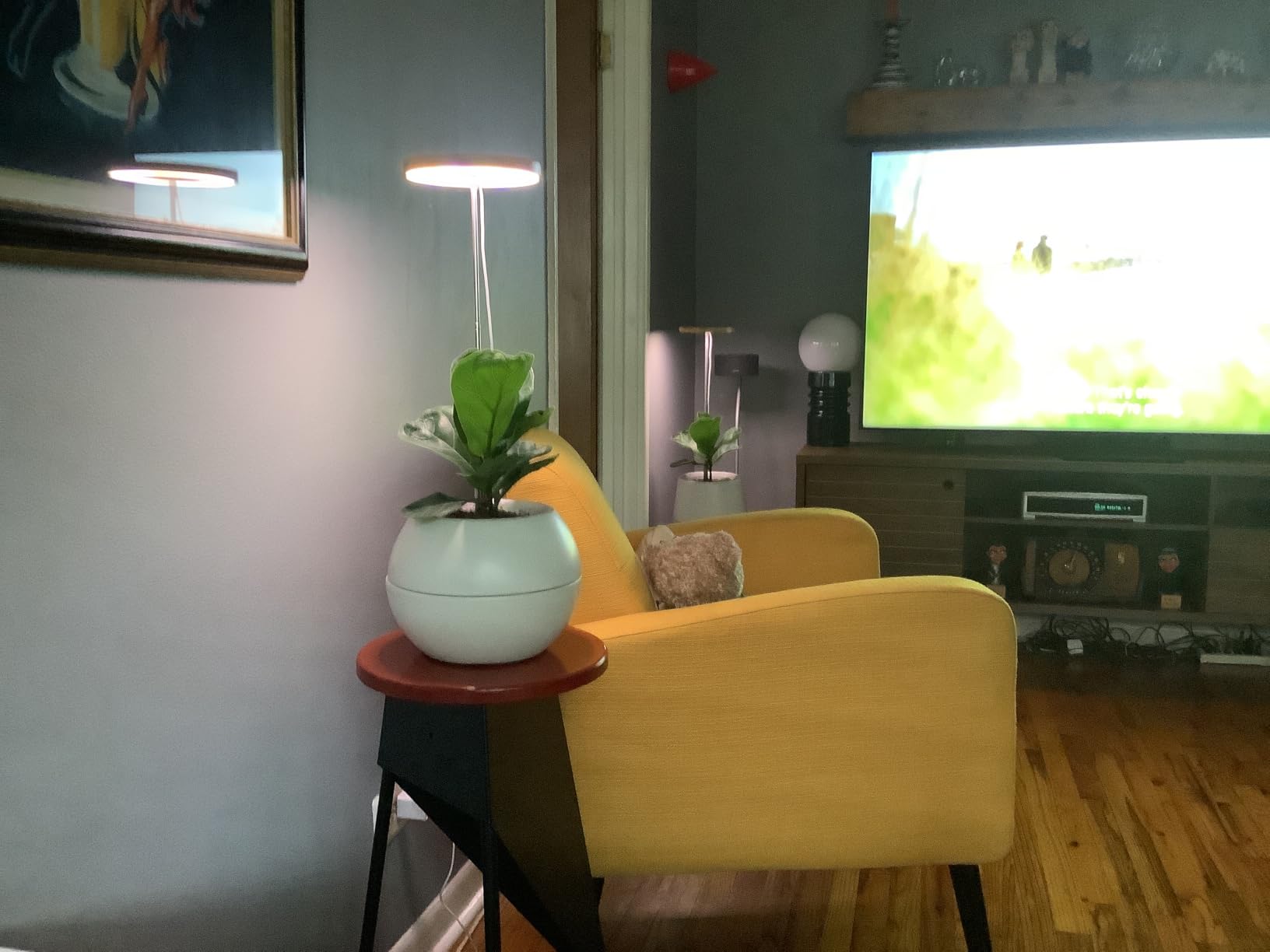 LORDEM Full Spectrum LED Grow Light, 72 LEDs, 4 Brightness Settings, Auto On/Off Timer, Height Adjustable, Ideal for Indoor Plants | 72 LEDs, Timer 4/8/12H, 4 Dimmable Levels, Height Adjustable 65 inch, Ideal for Tall Houseplants customer photo 1