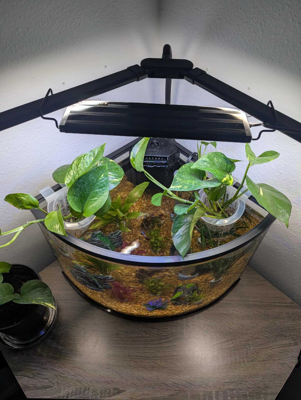 AQUANEAT LED Aquarium Light for 12 Inch Fish Tank, Auto On Off with Timer, Full Spectrum, Adjustable Brightness, Daylight Moonlight Mode, for Fresh Water Low-to-Mid Light Plants customer photo 1