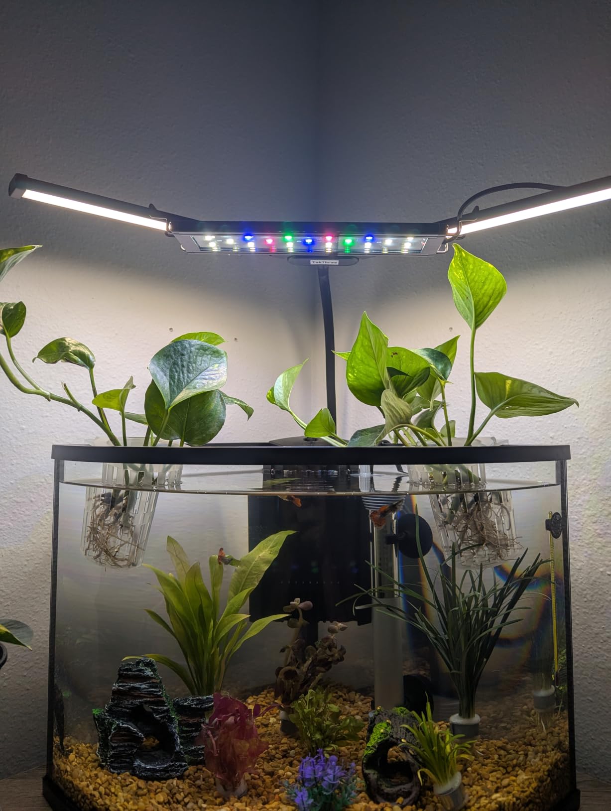 AQUANEAT LED Aquarium Light for 12 Inch Fish Tank, Auto On Off with Timer, Full Spectrum, Adjustable Brightness, Daylight Moonlight Mode, for Fresh Water Low-to-Mid Light Plants customer photo 2