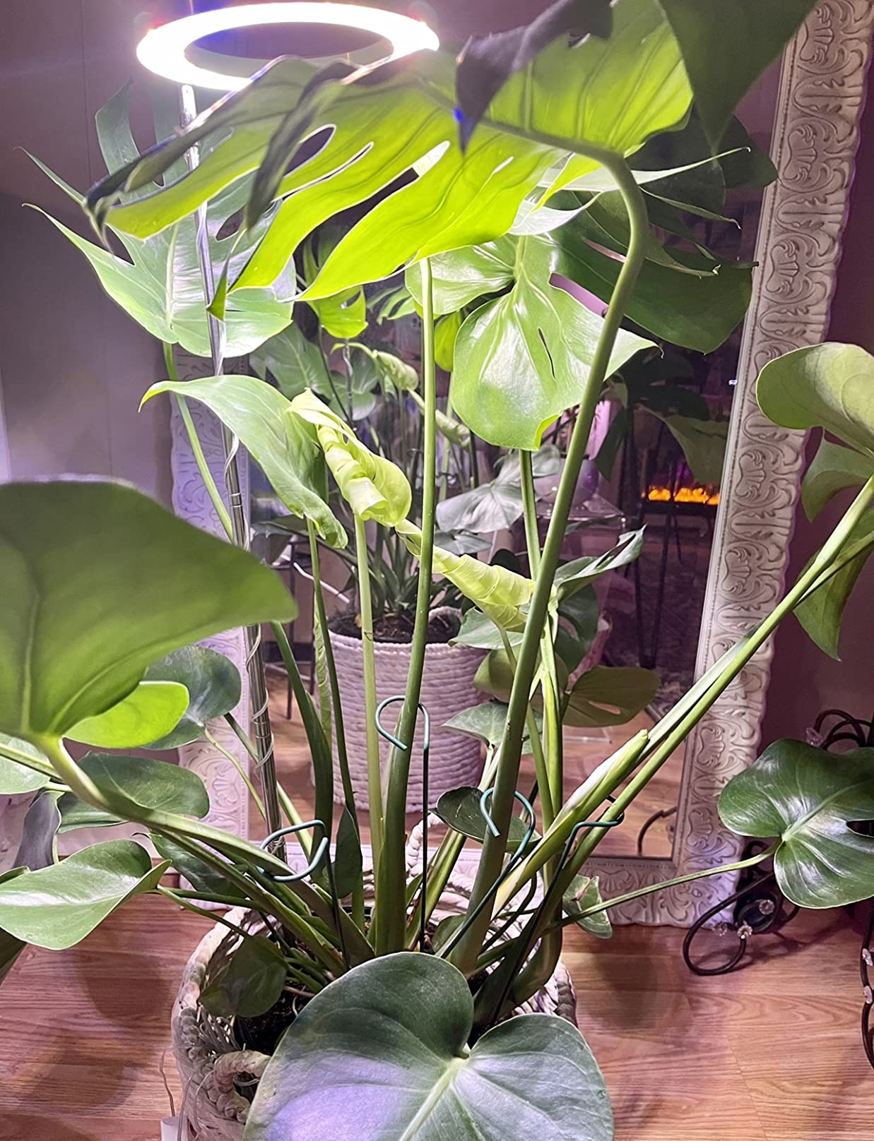 Plant Grow Light, LED Growing Light Full Spectrum for Indoor Plants, Height Adjustable, Automatic Timer, 5V Low Safe Voltage customer photo 2