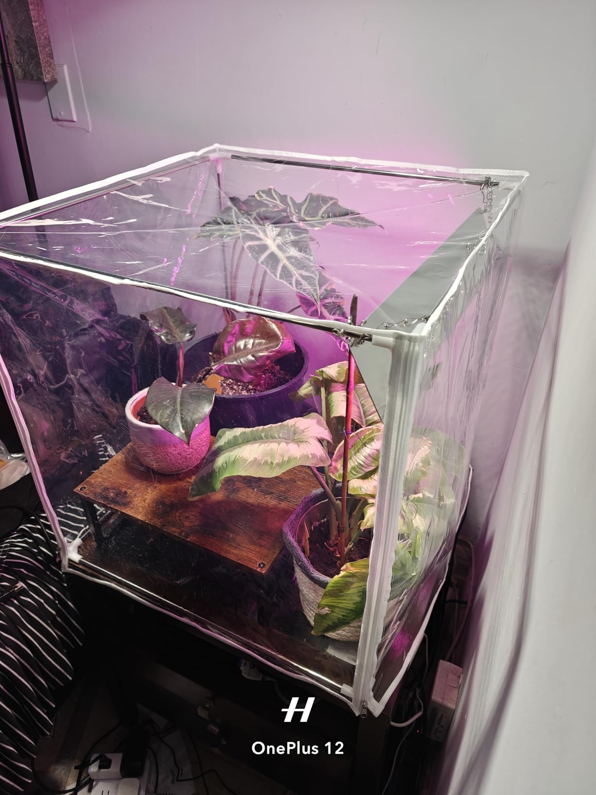 Barrina CX60 Indoor Greenhouse with Grow Light 40W Full Spectrum 23x23x23IN | Seed Starting Indoor Plant Light, Portable Mini Greenhouse, Timer, for Seed Starter Tray, Seedling, Sprouting, Microgreens customer photo 2