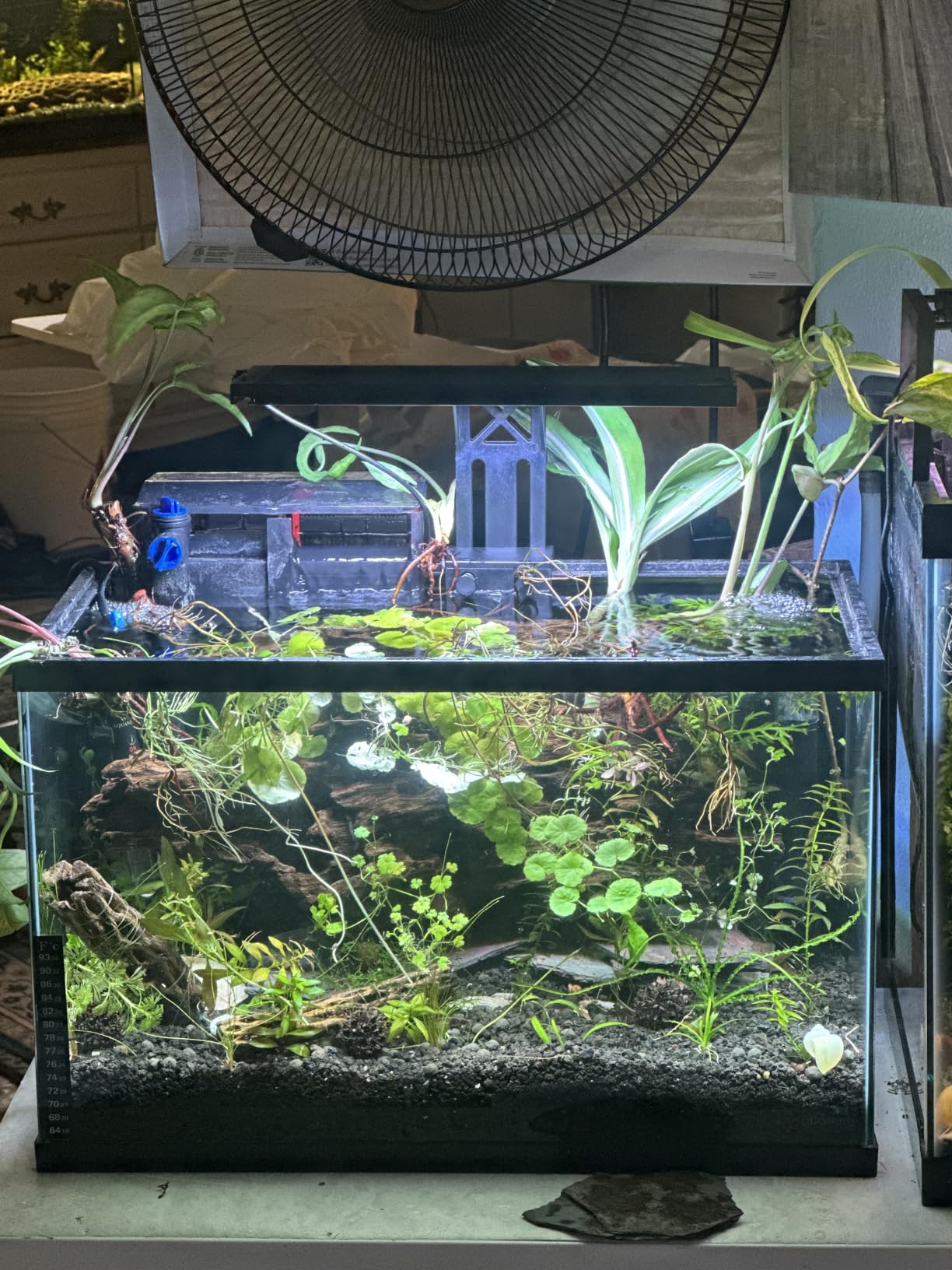 SEAOURA Clip On Aquarium Light for Plants-24/7 Fish Tank Light, 12-20 Inch | Led Aquarium Plant Light with Timer, Full Spectrum+7 Colors Mode, Auto On/Off, Adjustable Brightness and Height, 20W customer photo 1