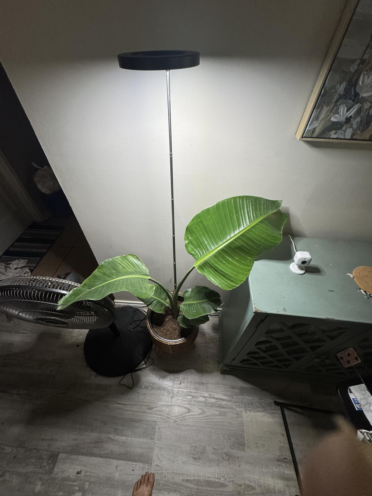 LBW Grow Lights for Indoor Plants, 6.3