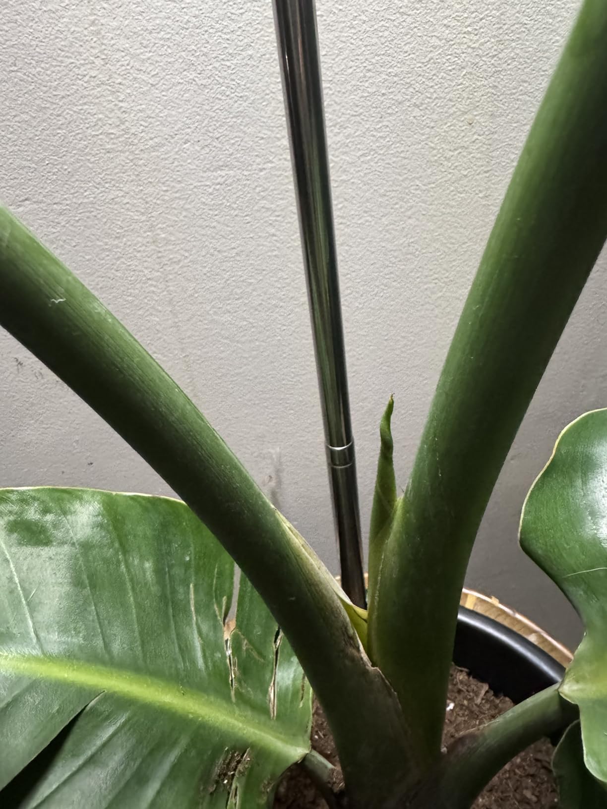 LBW Grow Lights for Indoor Plants, 6.3