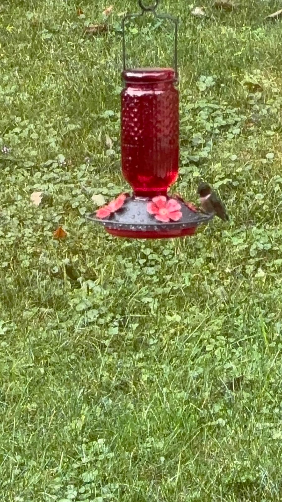 FEED GARDEN Glass Hummingbird Feeder for Outdoors Hanging, 16 oz Leak-Proof Nectar Feeder with Bee Guards & Ant Moat, 4 Metal Flower Feeding Ports, 360° Perch Ring, Easy Refill & Clean, Red customer photo 1