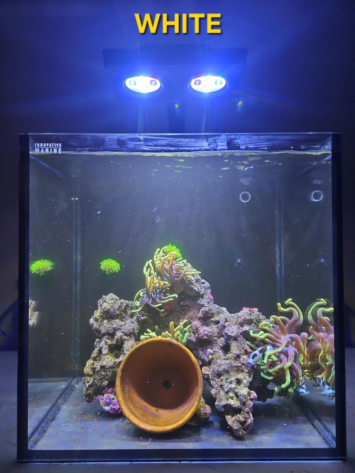 Aquarium Light A036 Reef Tank Light 36 Watts Saltwater Light with Touch Control, Reef Lights for Coral Reef Nano Fish Tank Marine Tanks with Timer & Screen customer photo 2