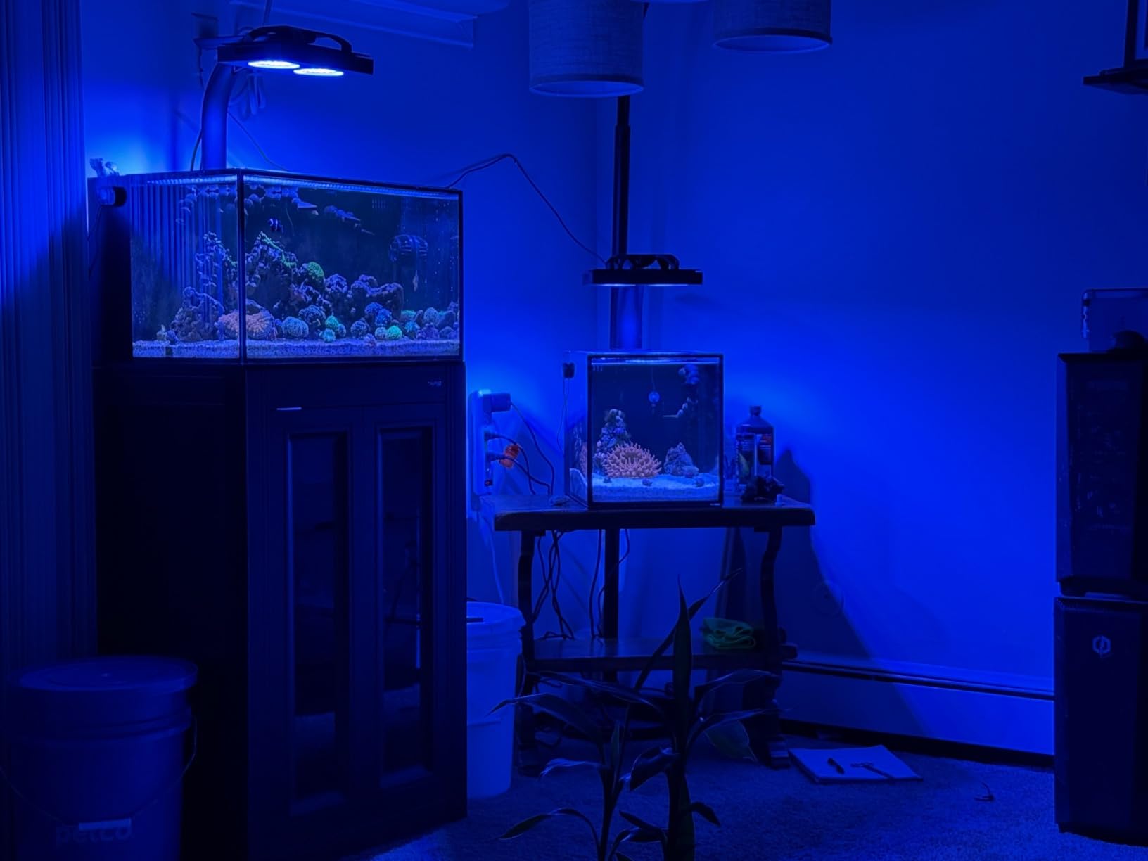 NICREW HyperReef 100 Gen 2 Reef LED Light, 100W Reef Aquarium Lighting for SPS LPS Corals and Saltwater Fish Tanks, Enhanced Violet and Blue Spectrum, Wide Angle Lens, 5 Channels Fully Programmable customer photo 1