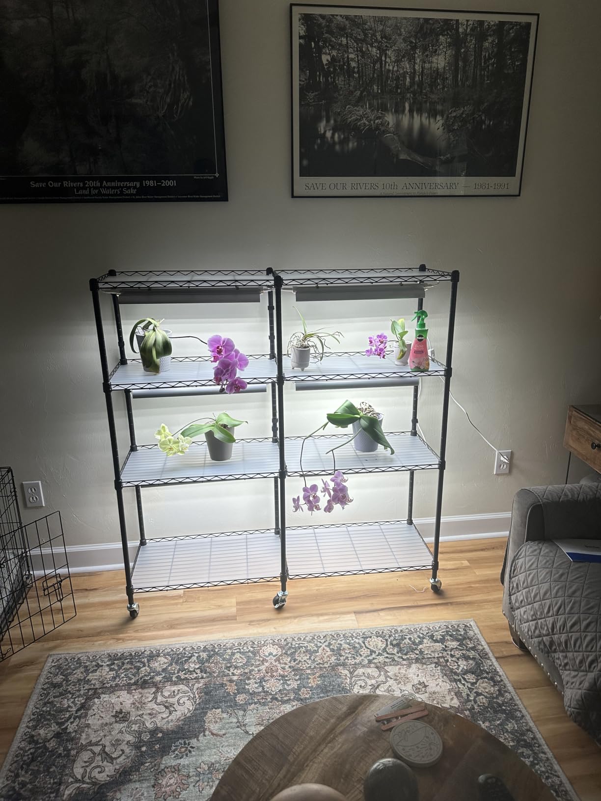 Barrina CX83 Plant Shelf with Grow Light, 5-Tier 40W, 15.7x11.8x59.1IN, Adjustable Plant Stand, Full Spectrum Ultra-Thin Grow Light Panels for Hydroponics, Seedlings, Succulents, Veg, 3/6/12h Timer customer photo 1
