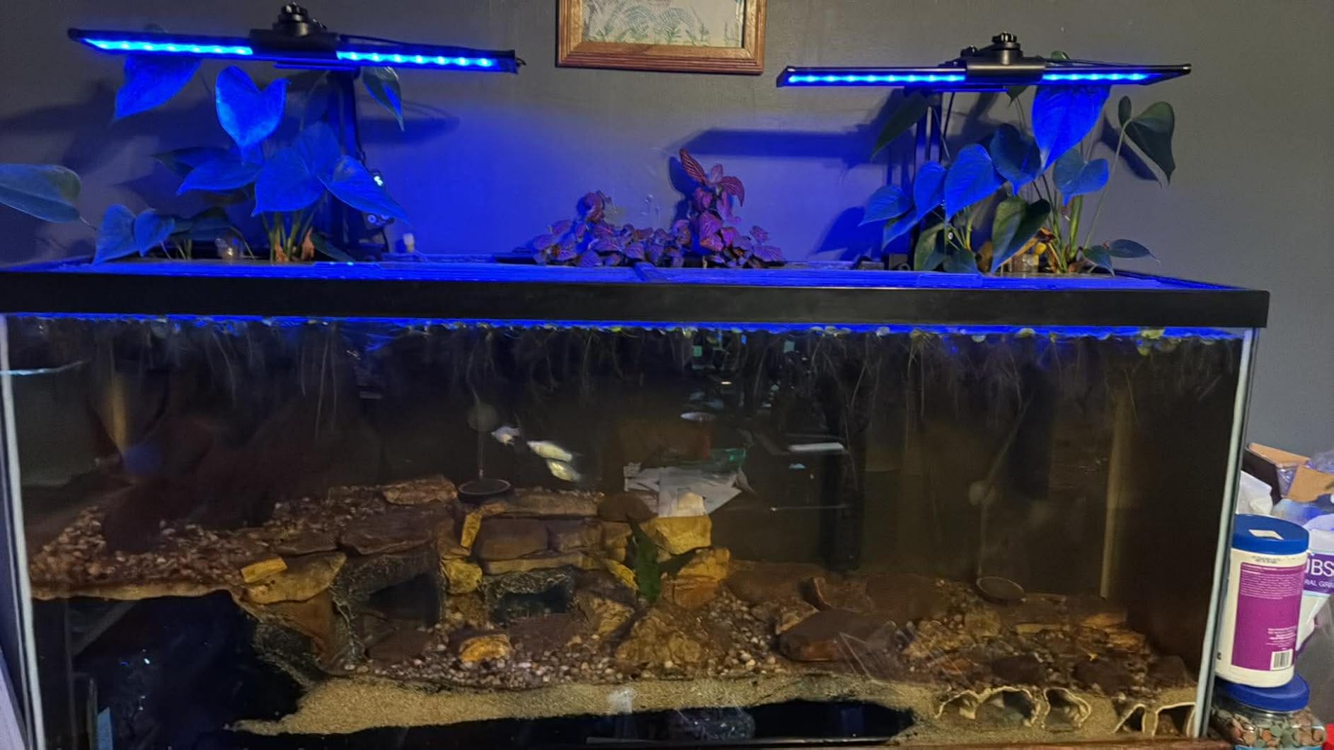 SEAOURA LED Aquarium Light with 24/7 Timer for 18-24in Fish Tank | high PAR LEDs for plant growth, 3 timers + memory, 20 dimming, 15min fade, adjustable brackets, slim aluminum customer photo 2