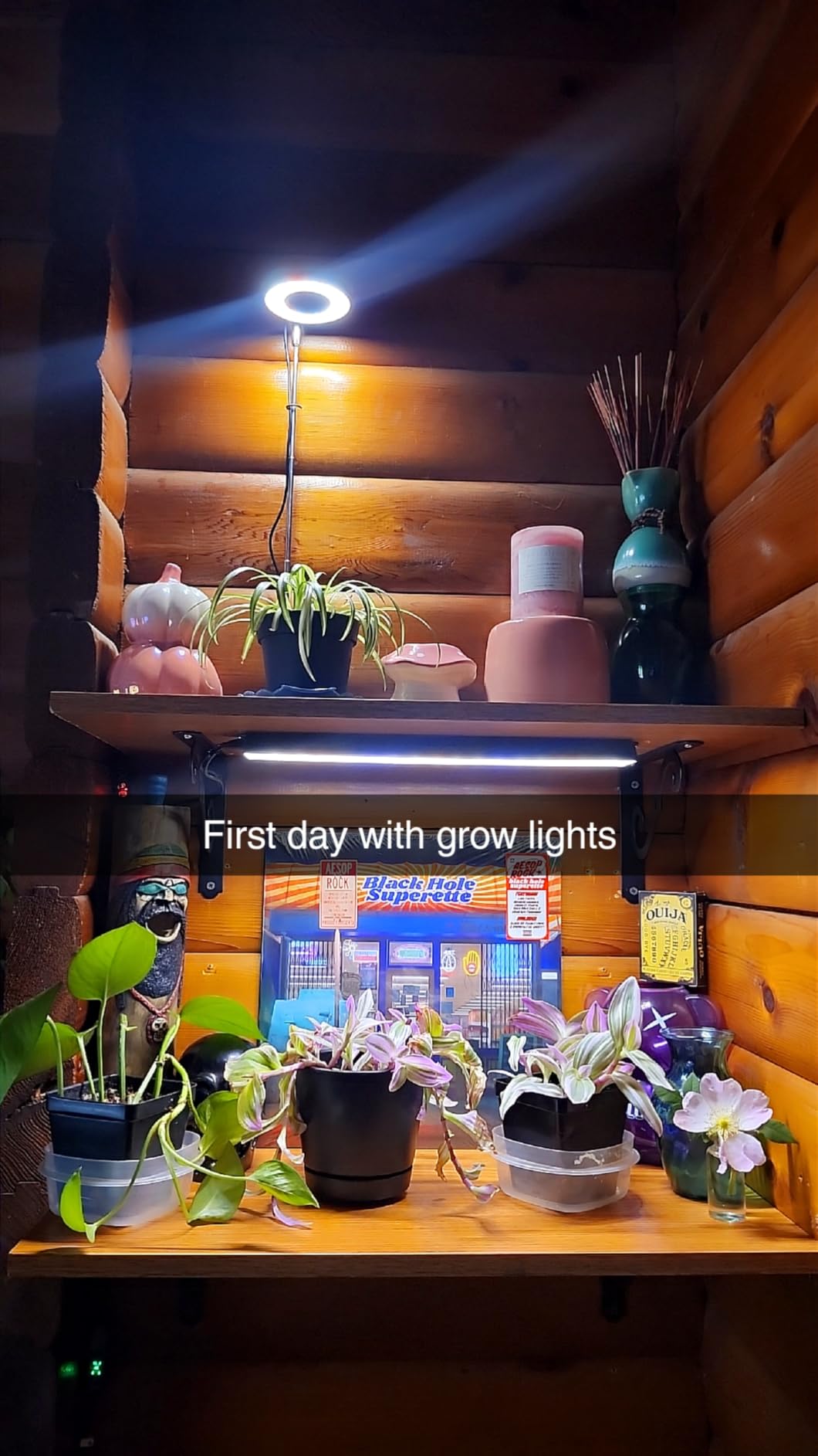 14in Grow Light Strip for Indoor Plants, Full Spectrum | 2 Bars, 105 White/Red/Blue LEDs per Strip, Timer & Dimming Control, Sleek Design, Growing Lamp for Cabinets & Shelves customer photo 2