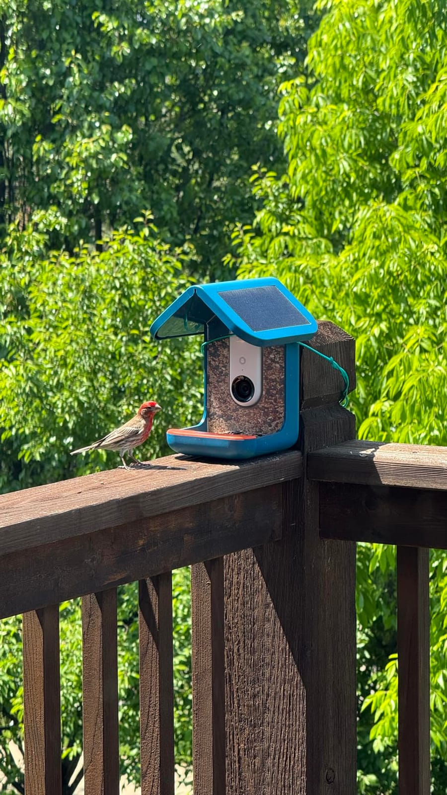 Birdbuddy PRO Solar Smart Bird Feeder with Camera - AI Bird Species Identification, 5MP Photos, 2K HD Video Live Stream Camera, Slow-Motion Video, 2.6in Focus - Blue Solar customer photo 2
