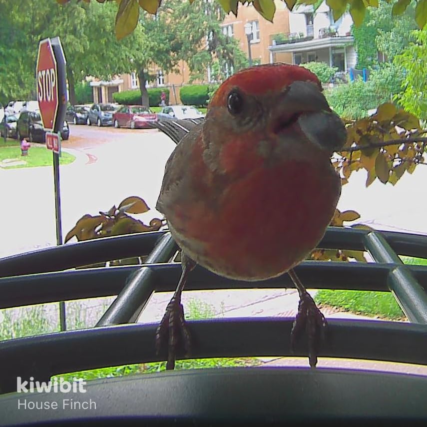 Kiwibit Smart Bird Feeder with Camera Solar Powered, 4K Video Live Stream, 8MP Photos, AI Identification Bird Specie 10,000+ Real-Time Bird Alert, Birdwatching Gift for Loved One, Green customer photo 2