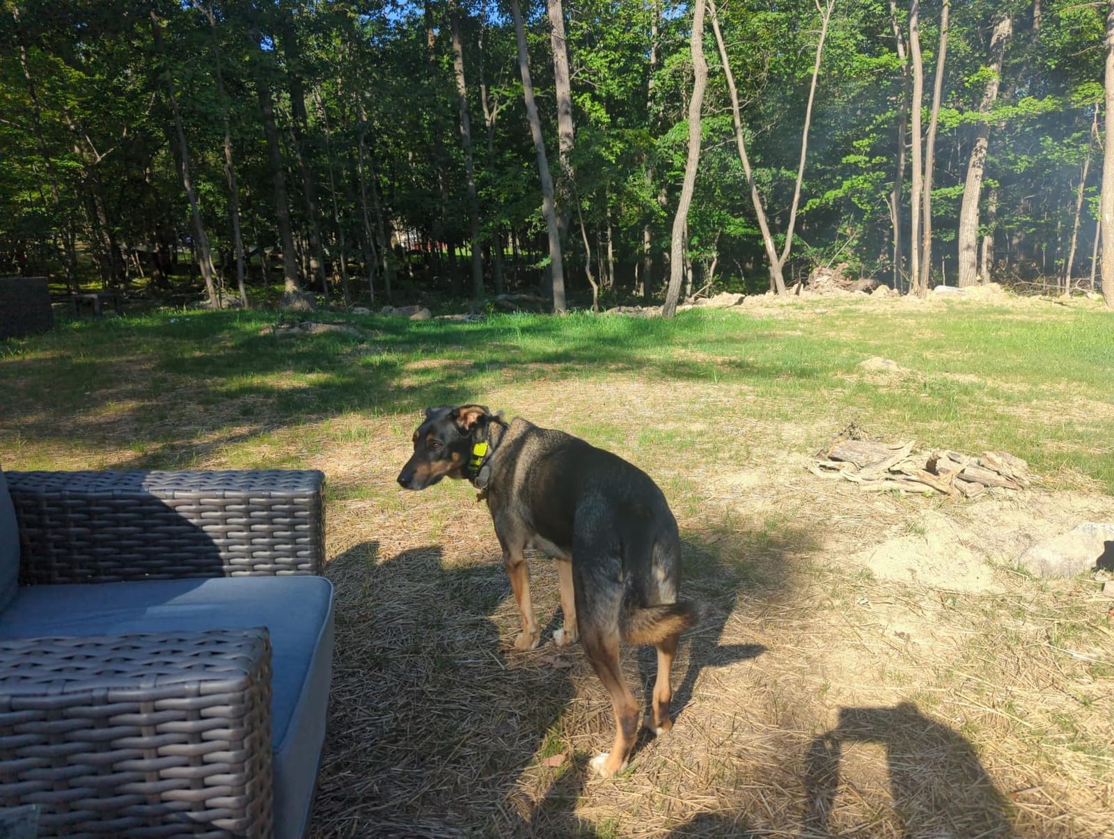 Dogtra GPS Fence - No Subscription, Custom Wireless Dog Fence with App, Smart Guidance & Return Reminder Tone/Vibration/Correction, IPX9K Waterproof Rechargeable Collar, Safe Freedom for Dogs 15 Lbs+ customer photo 2