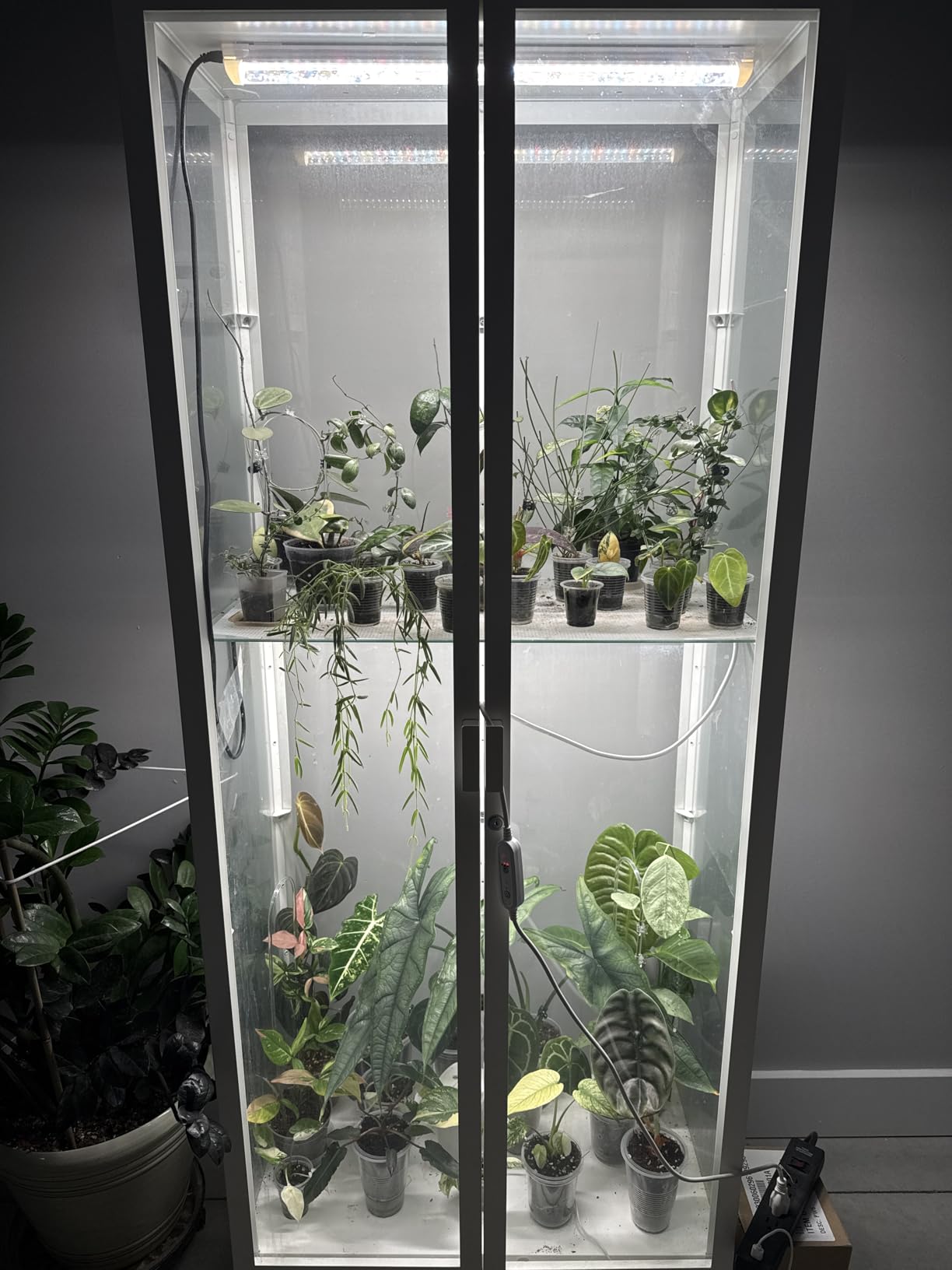 Grow Light, 2ft 48W (2 X 24W) Plant Light with Timer, 3686K | Linkable Design, Full Spectrum LED Grow Light Strips, Growing Lamp Fixture for Indoor Plants, Greenhouse, Seeding, 2-Pack customer photo 1