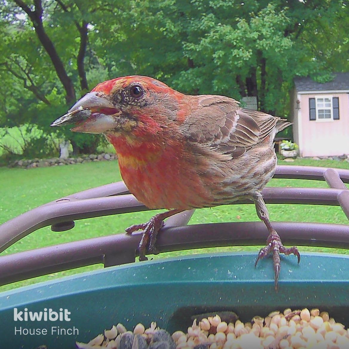 Solar Smart Bird Feeder with Camera, 4K HD Bird Feeder for Outdoors | AI Bird Species Identification, Wild Bird Feeder Camera, Live Video, 8MP Photos, Bird Watching Gift for Bird Lovers, Green customer photo 1