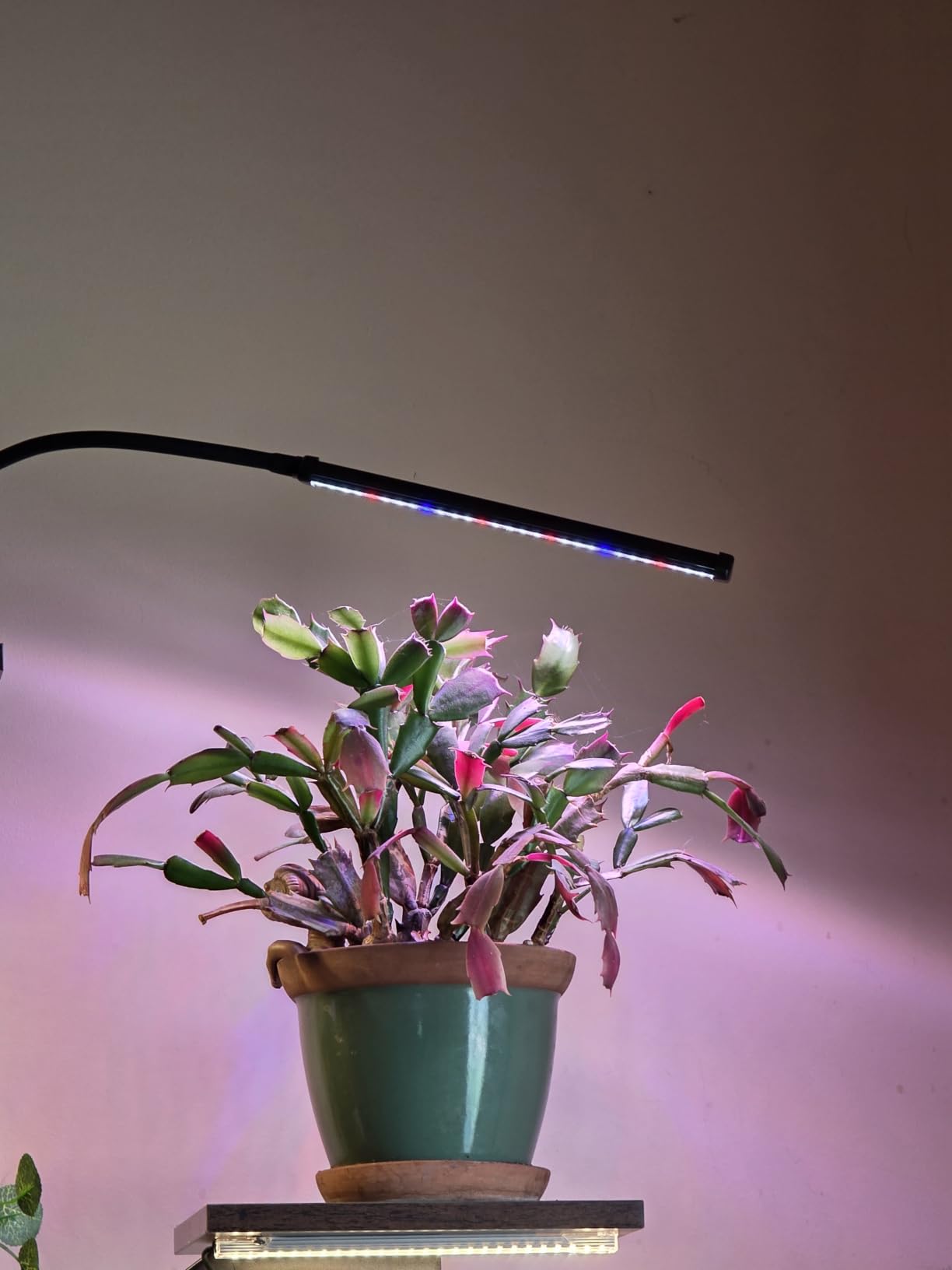 LED Grow Lights for Indoor Plants, Clip-On Clamp, Single Head | Flexible Metal Arm with Silicone Sleeve, 5700K Full Spectrum, CRI 85+, 4/8/12/18H Daily Timer, 5 Brightness customer photo 1