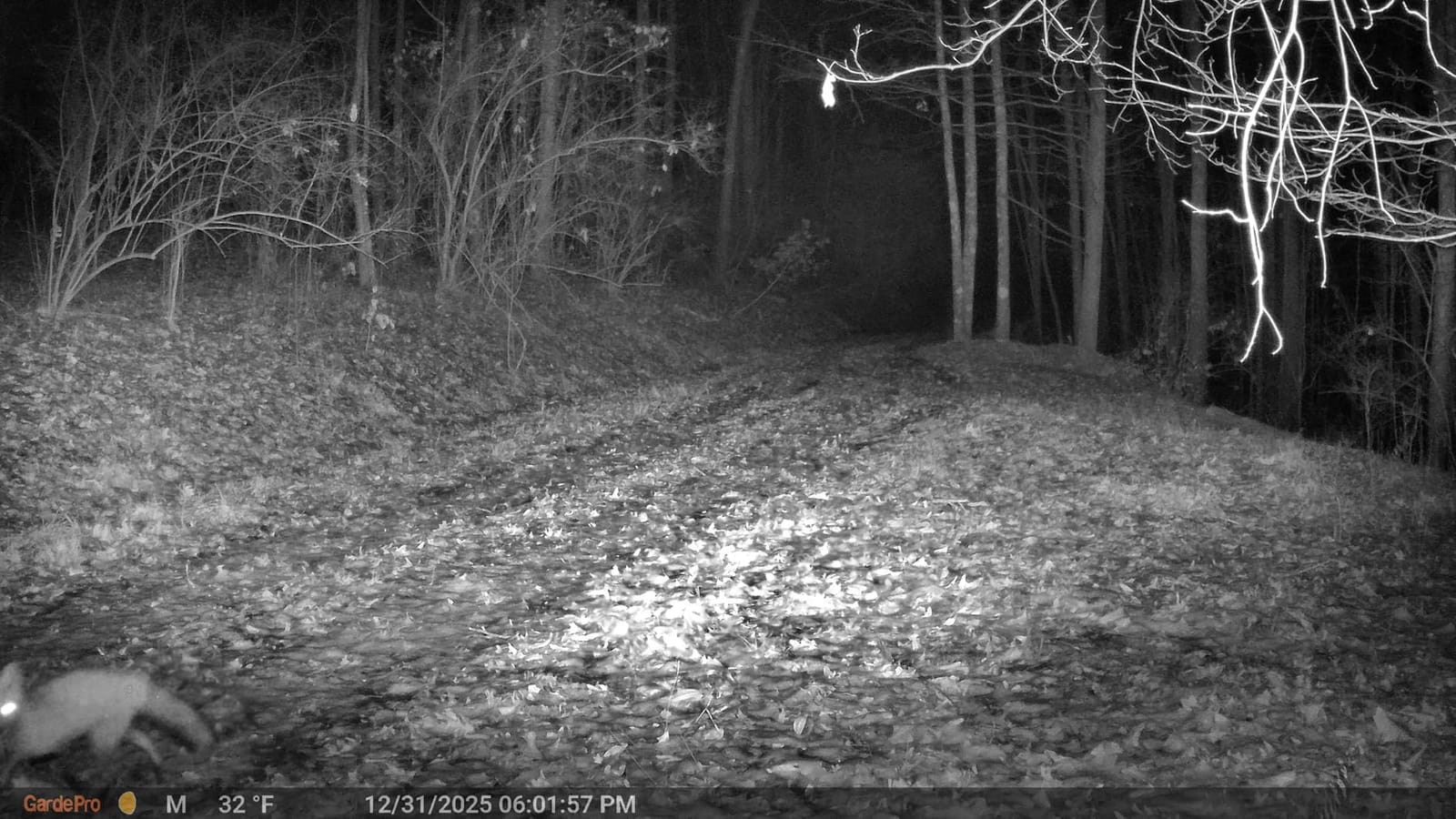 GardePro E5 2.0 Trail Camera (Non-Cellular, Non-WiFi), 4K Video, 0.1s Trigger, 100ft No-Glow Night Vision, IP66 Waterproof, Motion Activated Wildlife Camera customer photo 1