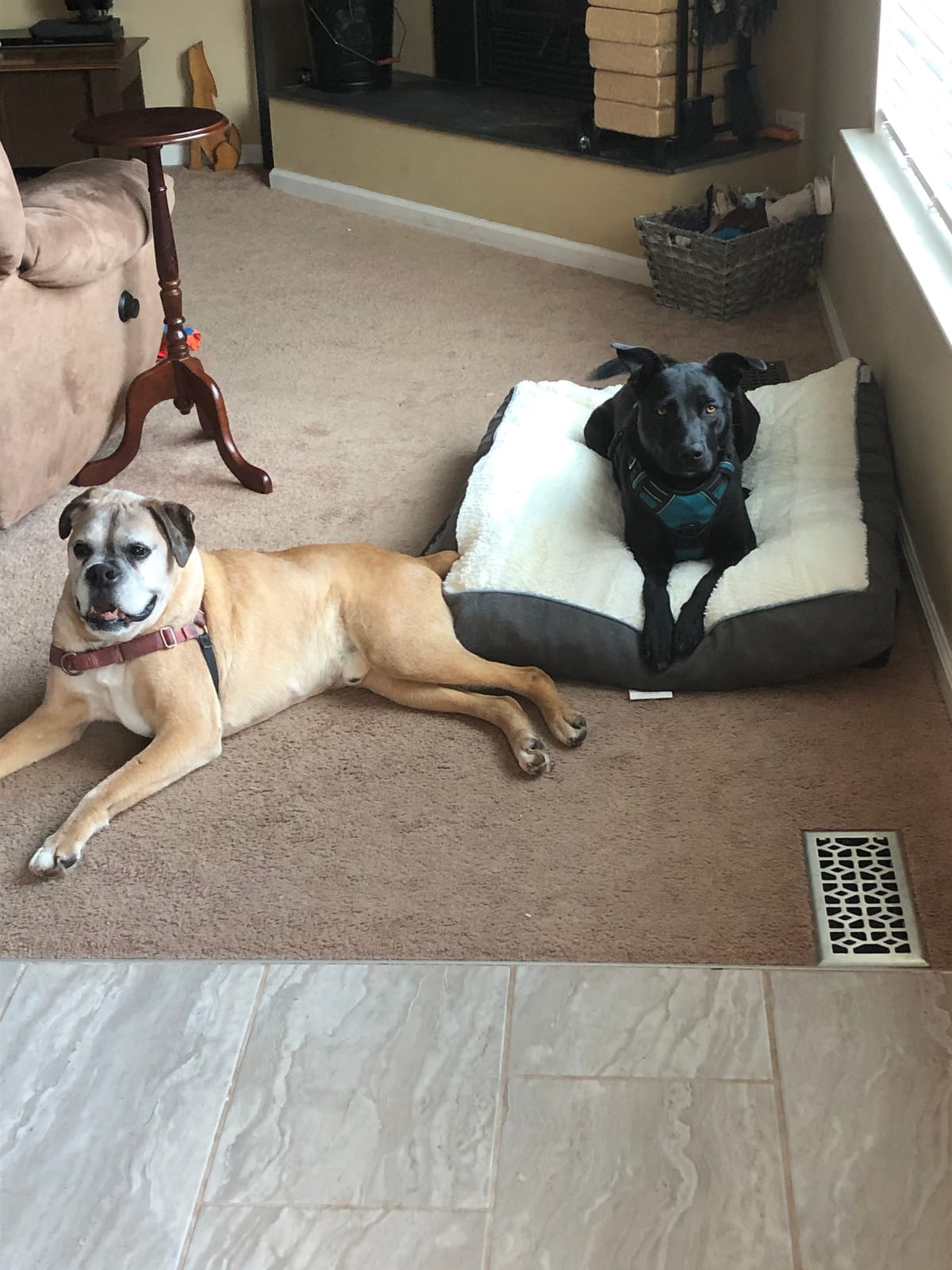 Dog Songs: Poems customer photo 2