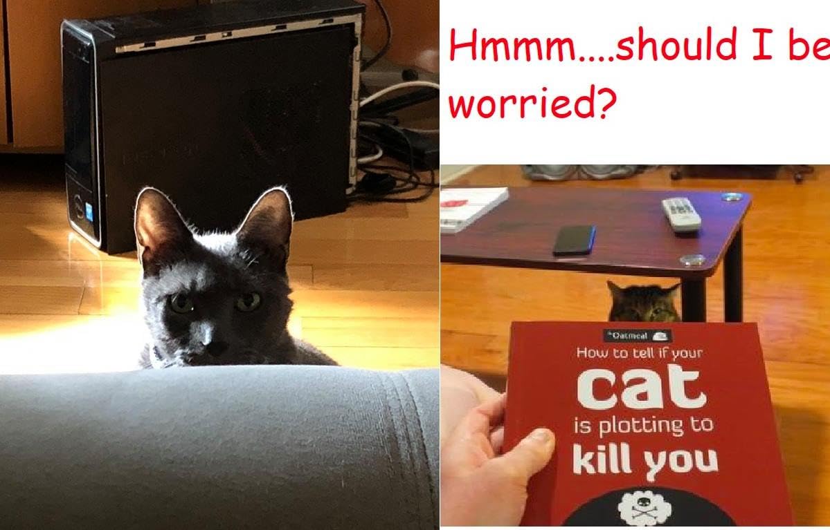 How to Tell If Your Cat Is Plotting to Kill You (The Oatmeal) (Volume 2) customer photo 2